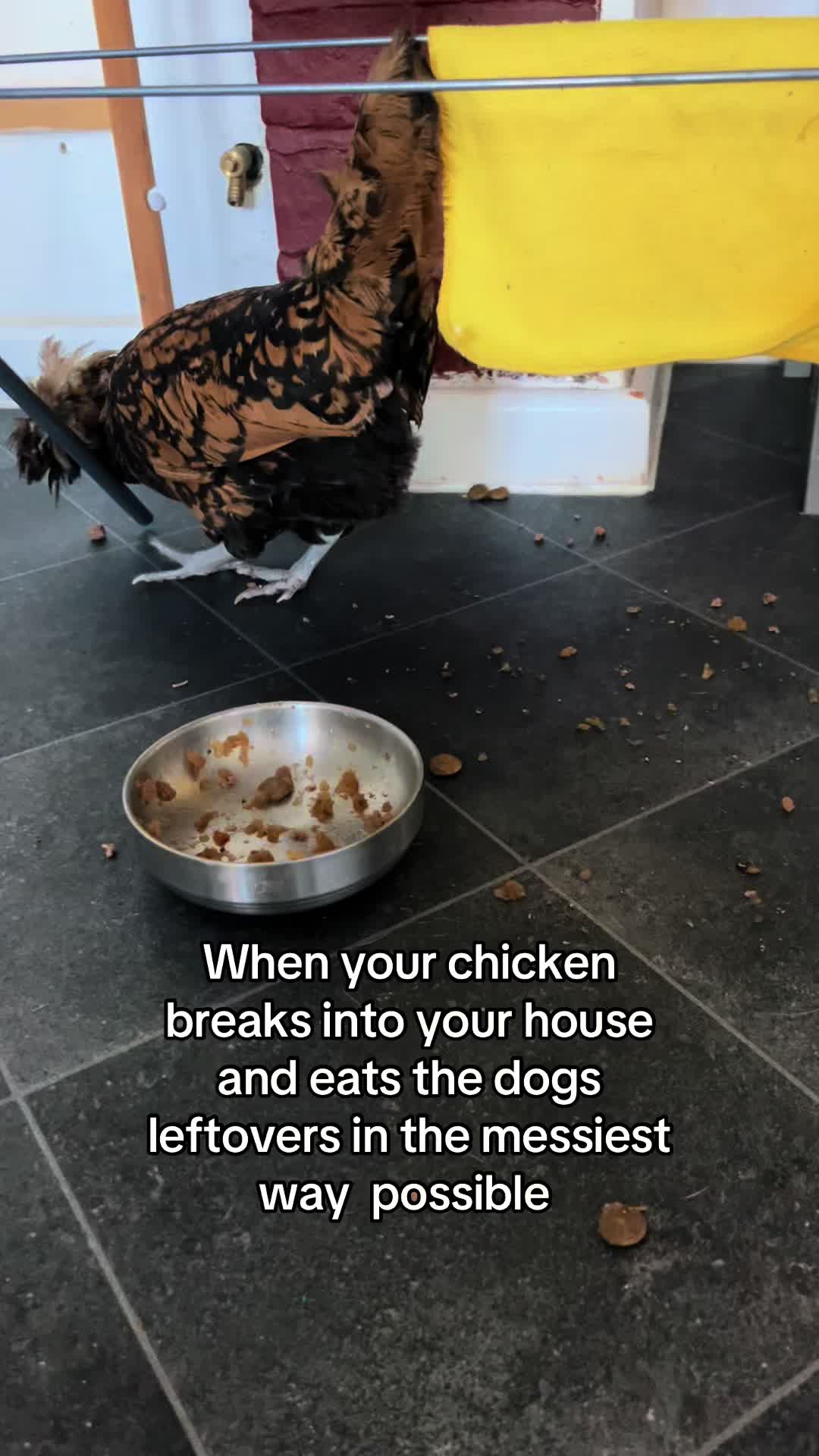 @Kerry and the chickens