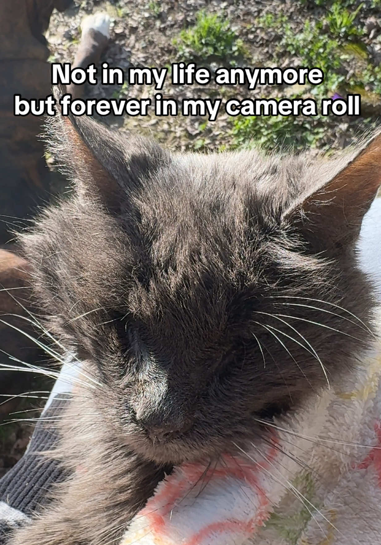 @Boris & Gator🐕 + Smokey🐈