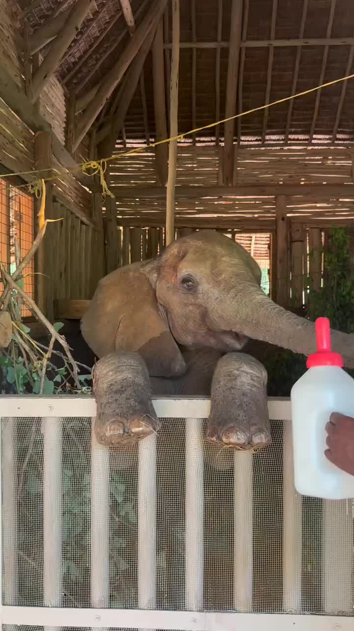 @SheldrickTrust