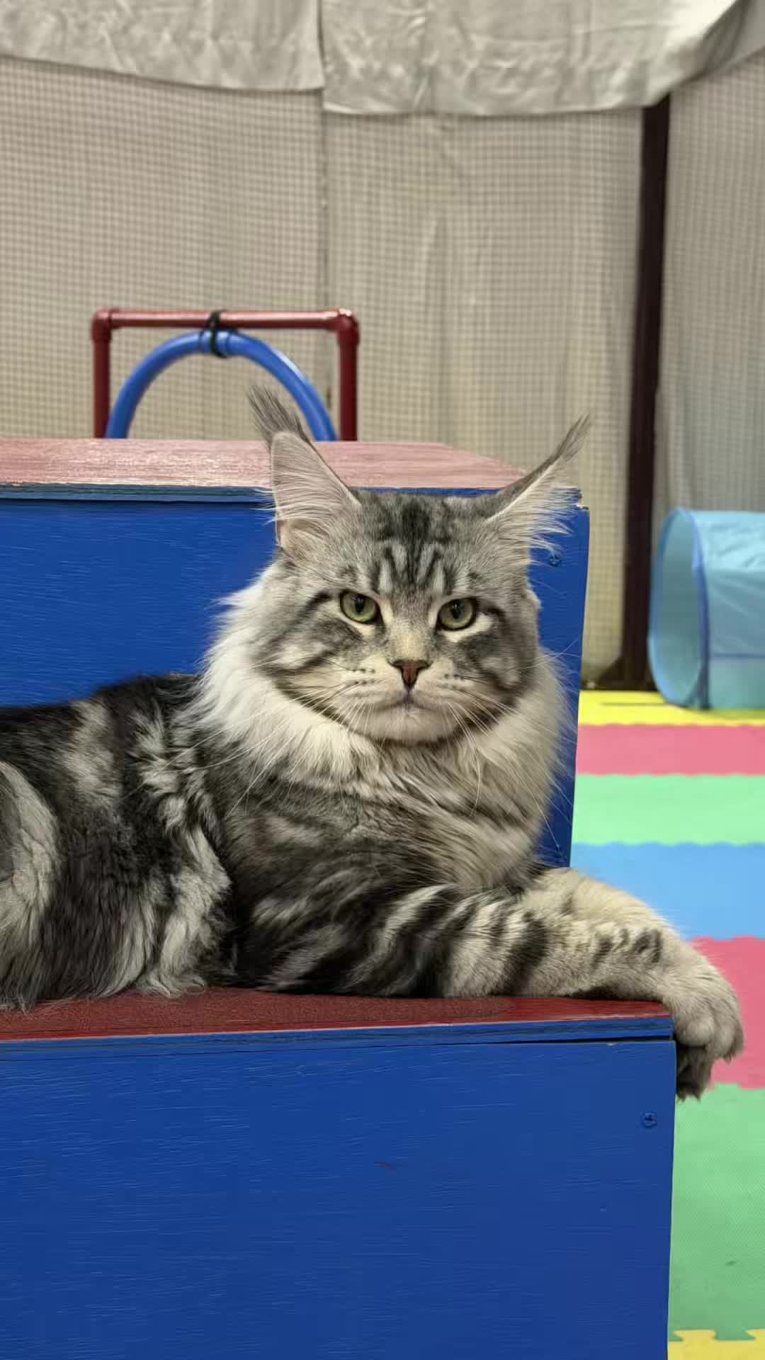 @NewVisionCatClub