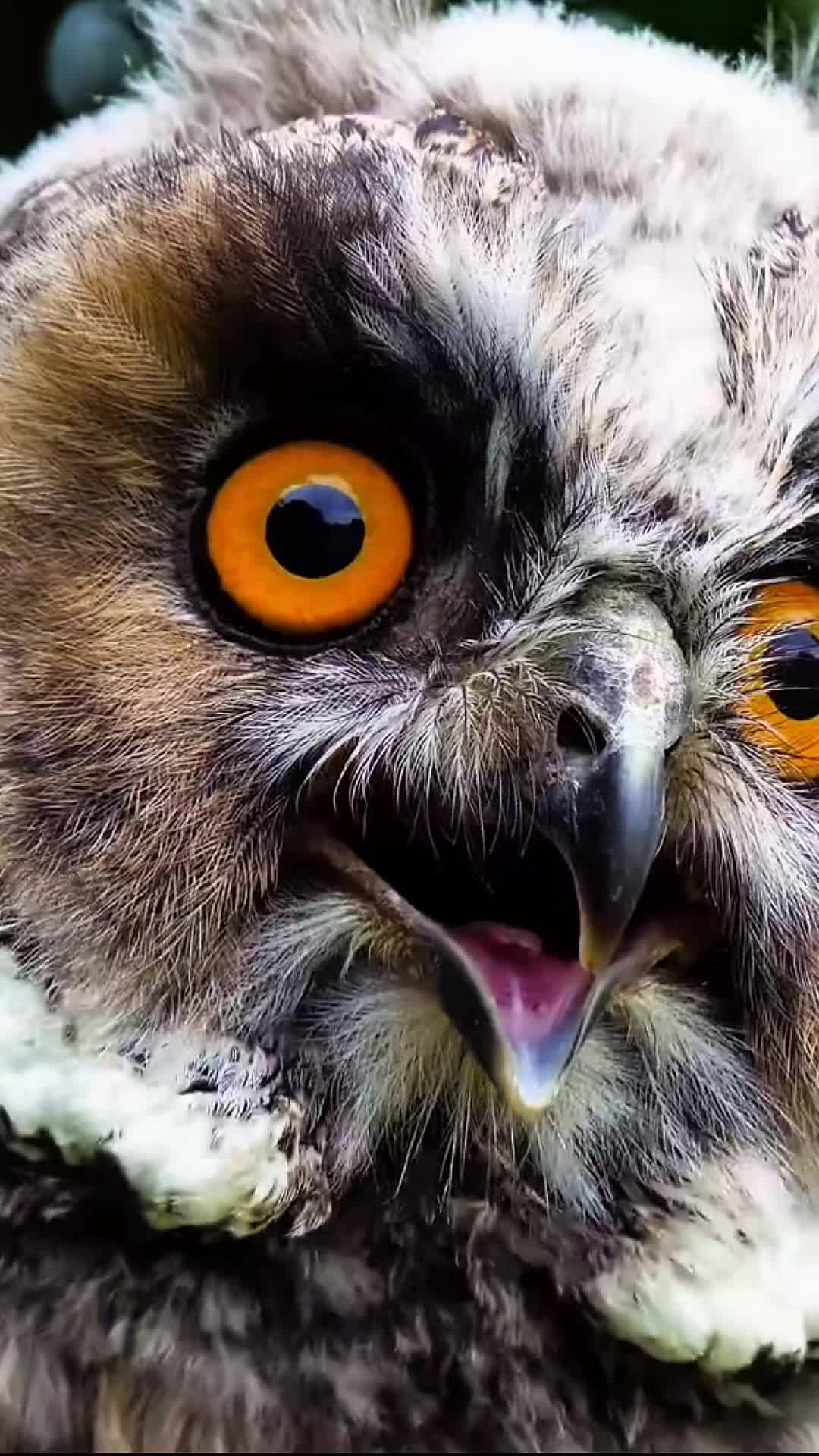 @Wild Kingdom