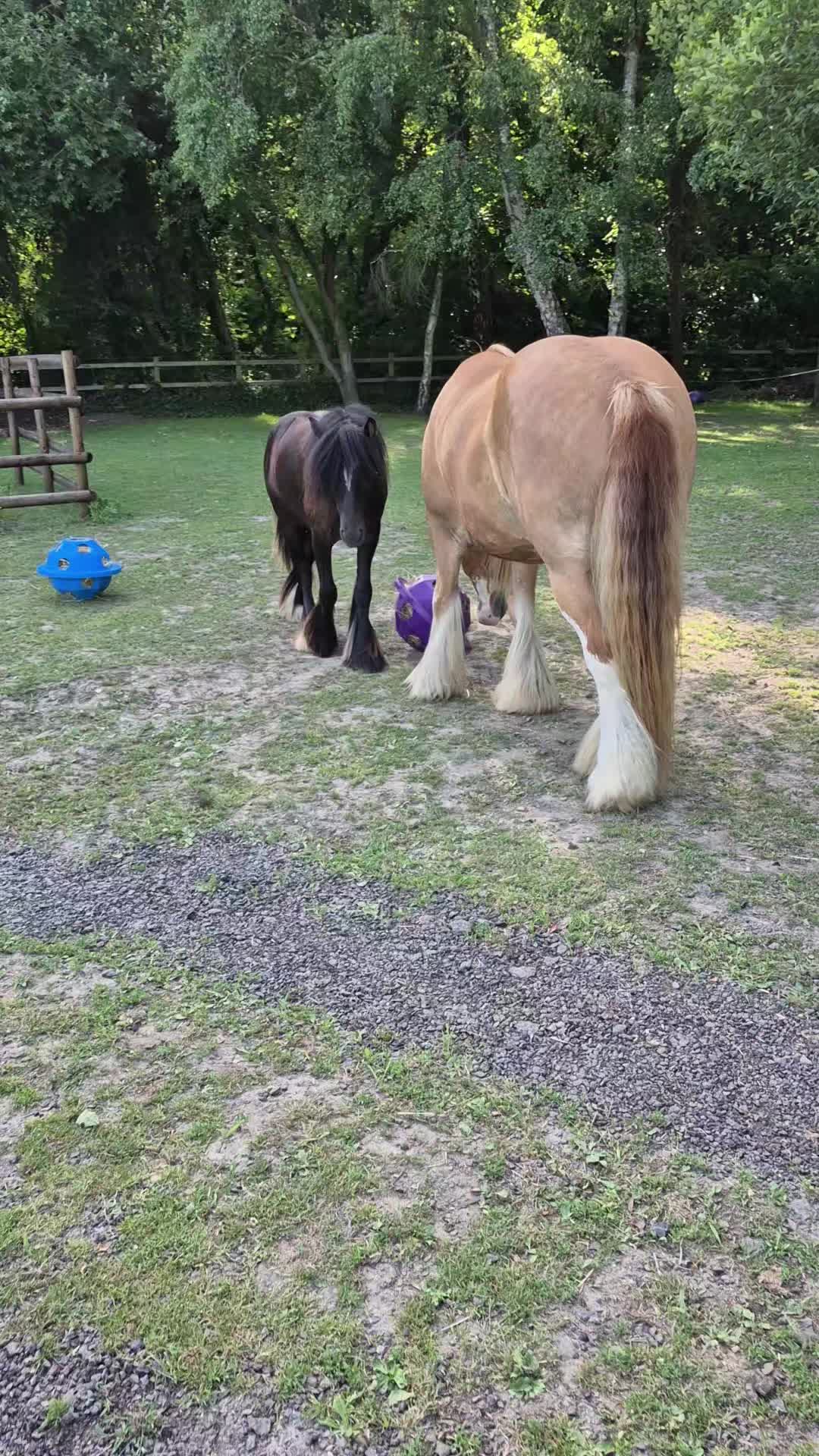 @KcPonyPals