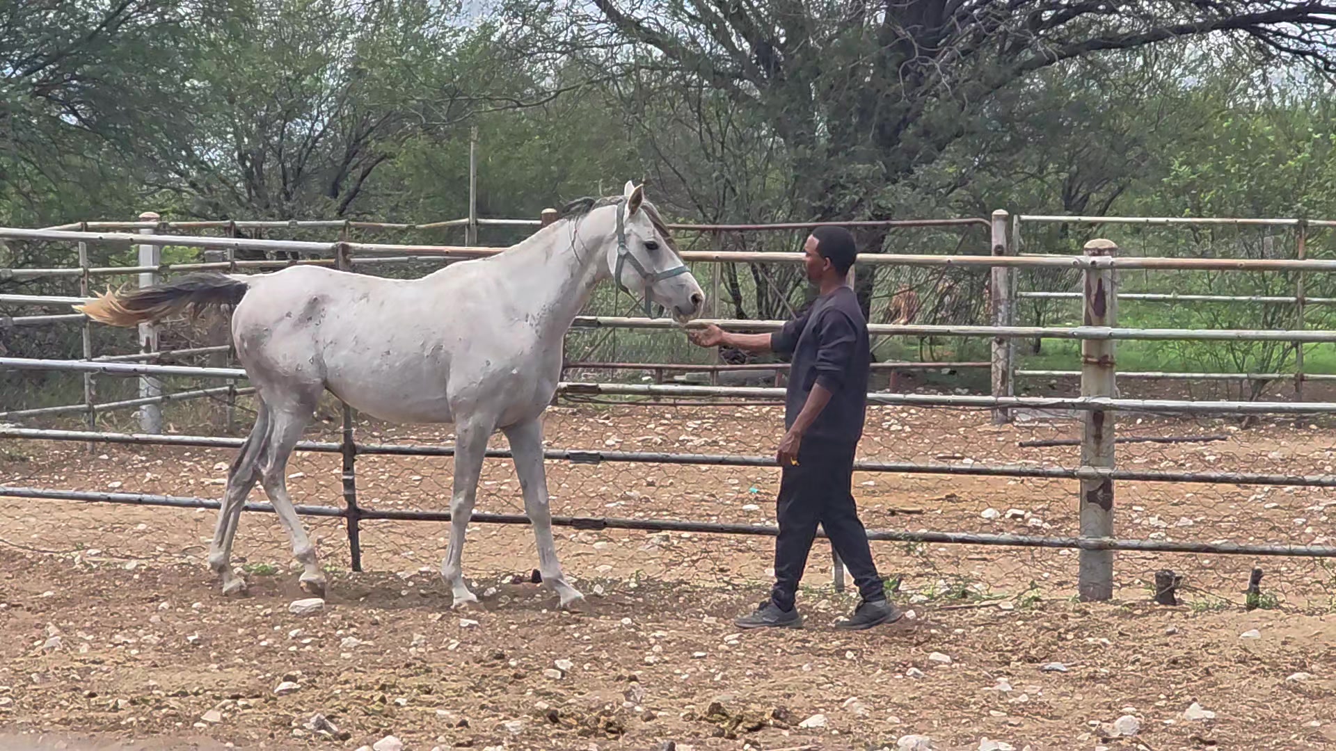 @uitzicht_arabian_stud