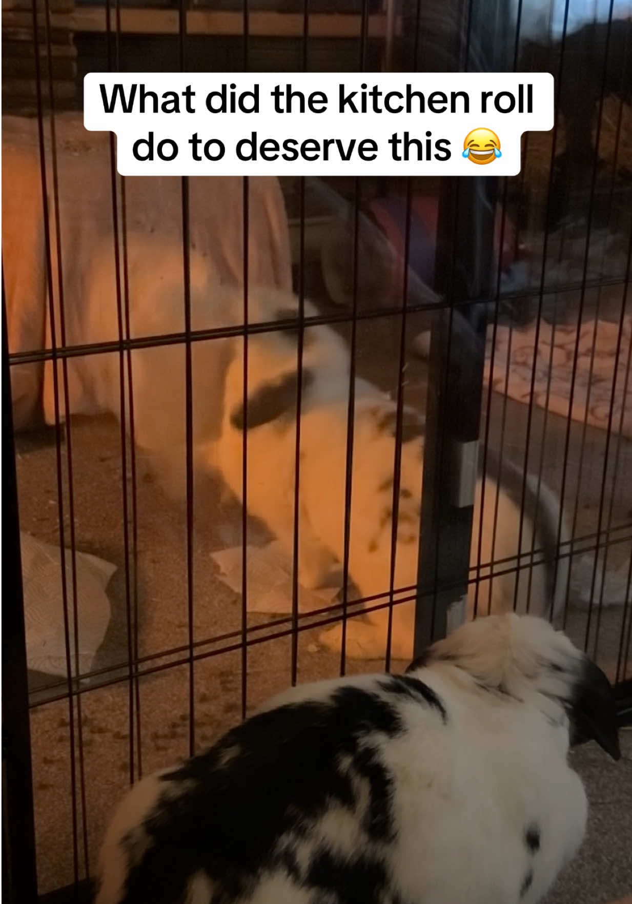 @Bun, two, three, four