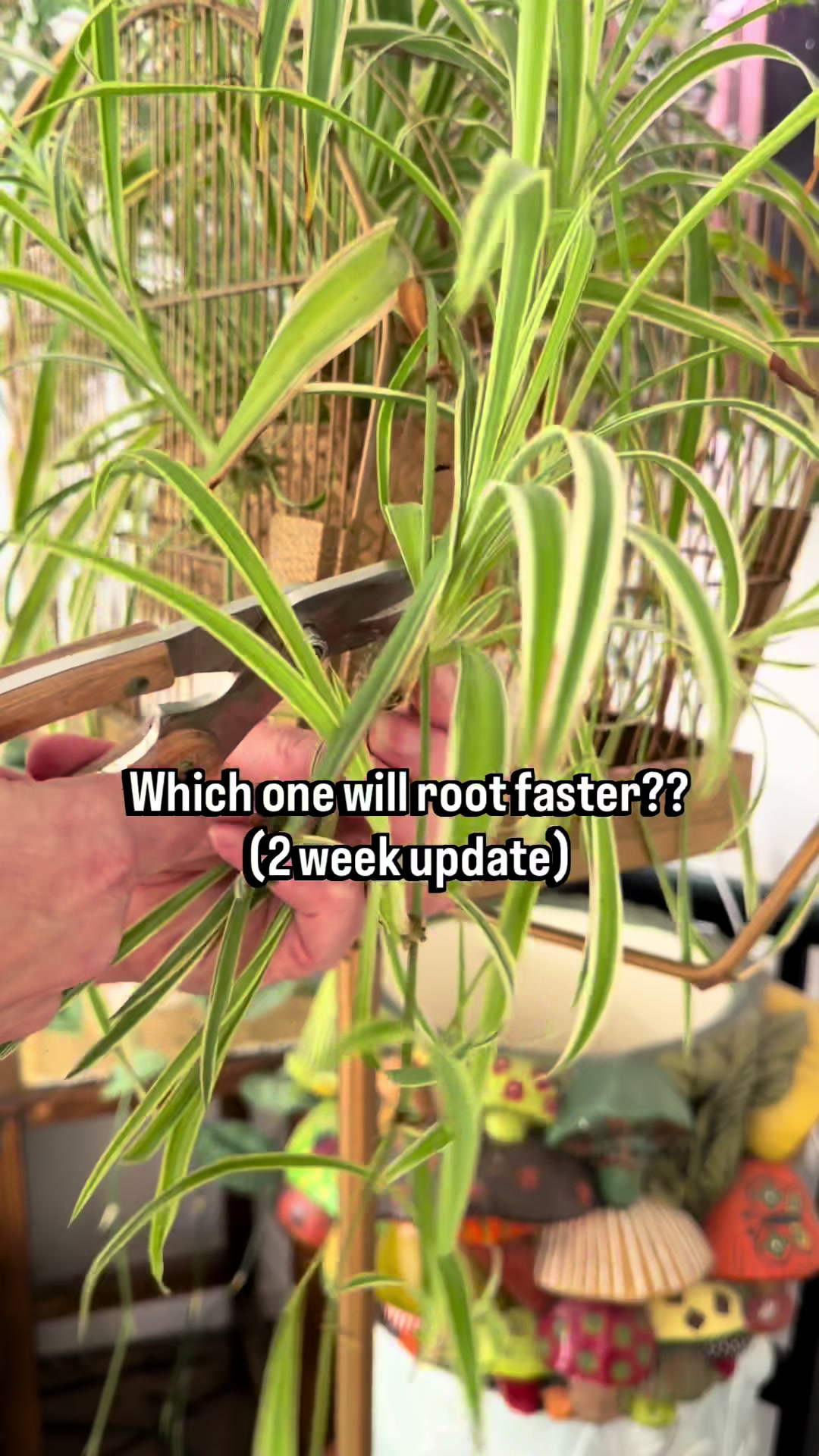 @Pothosiblyaboutplants