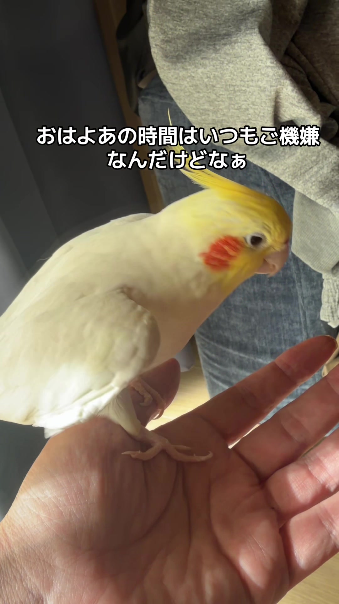 @rokusuke