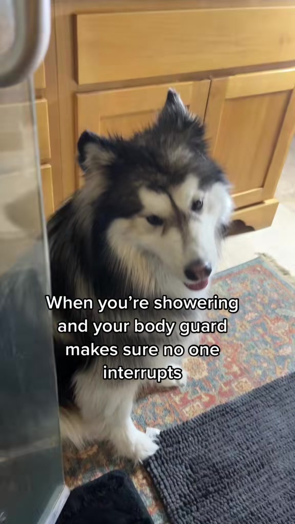 @Bandit The Husky