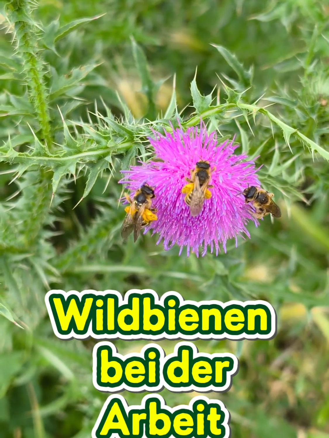 @ICH BIN'S