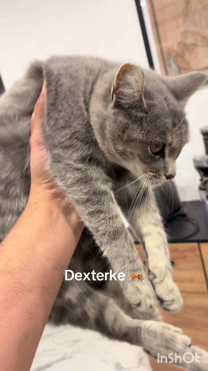 @Tivi🐺