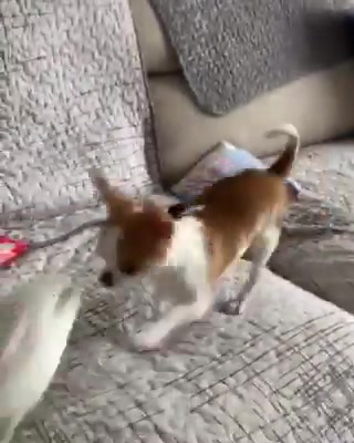 @^ྀི