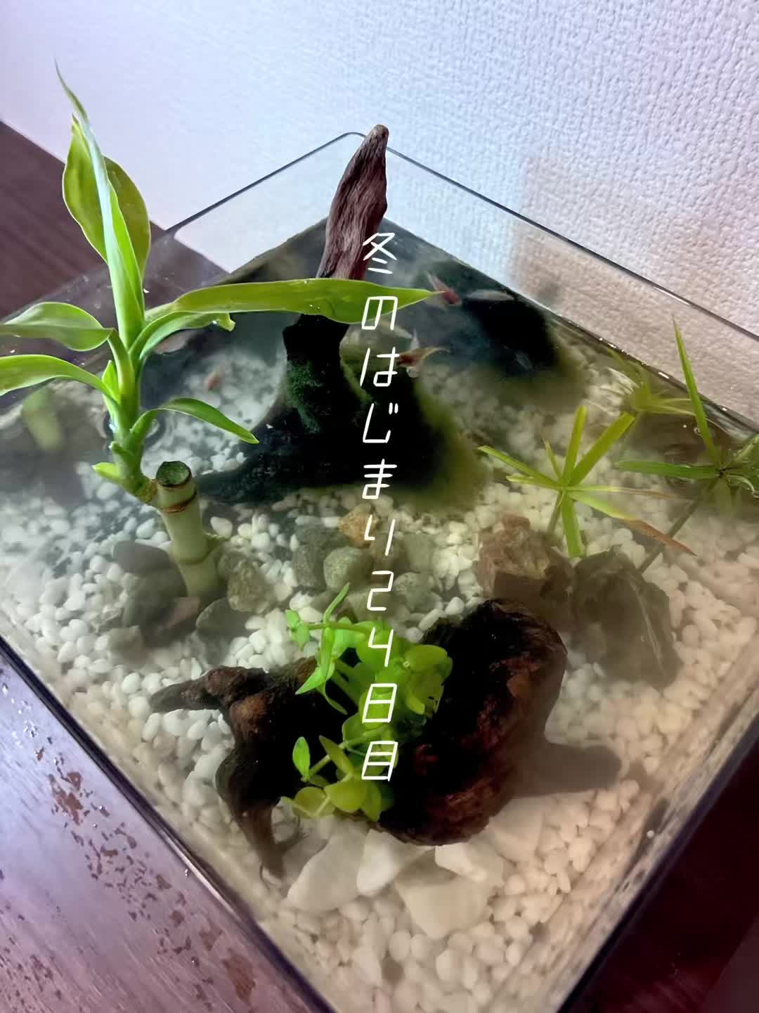 @癒しの田舎暮らし日記
