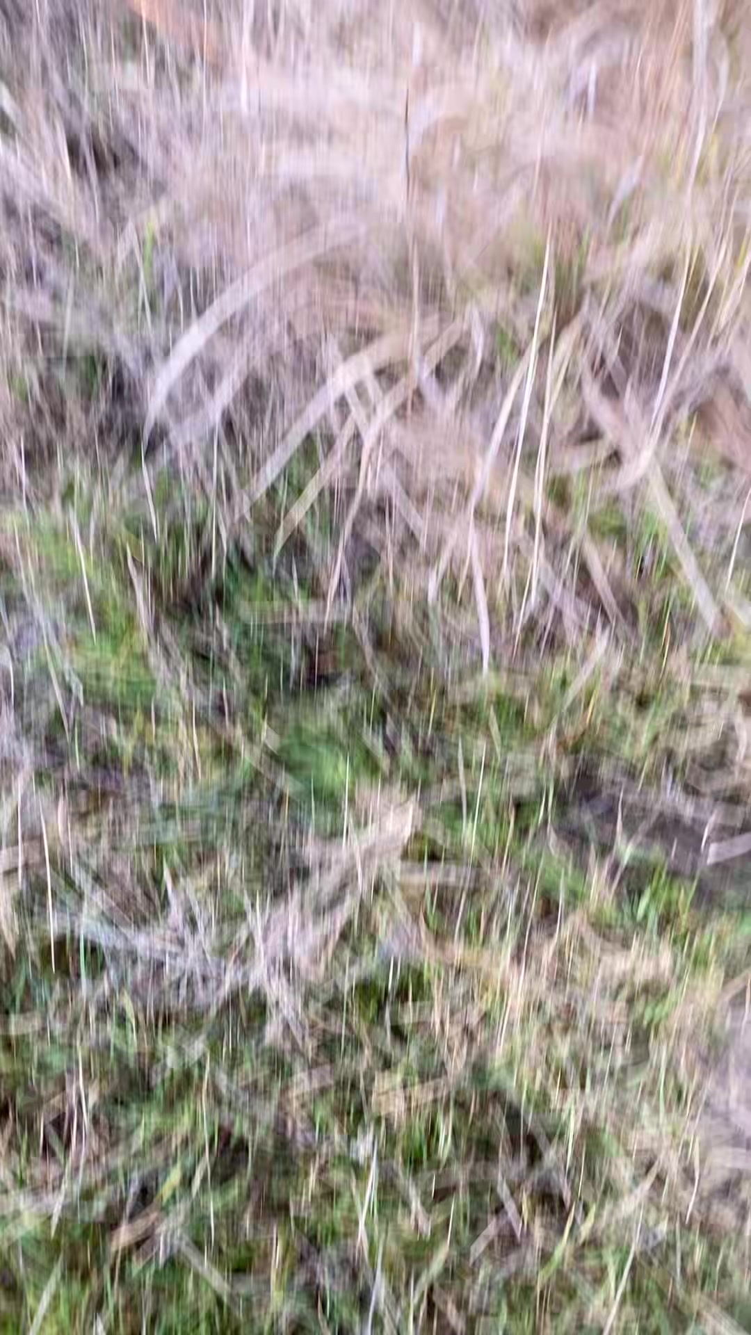 @Oviramo Laptaru