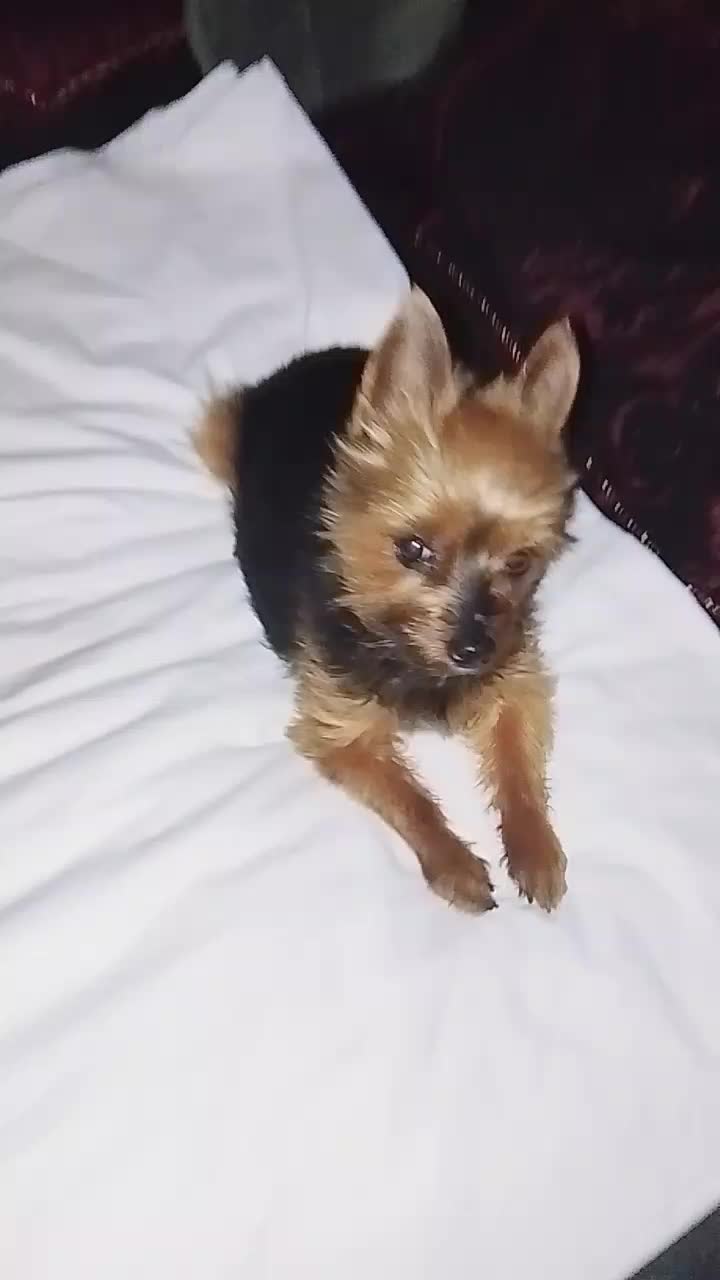 @petfamily4