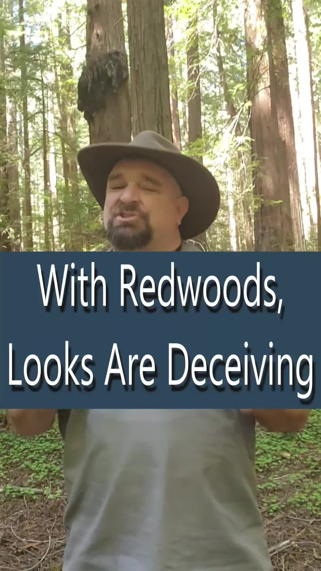 @Redwoods Rising