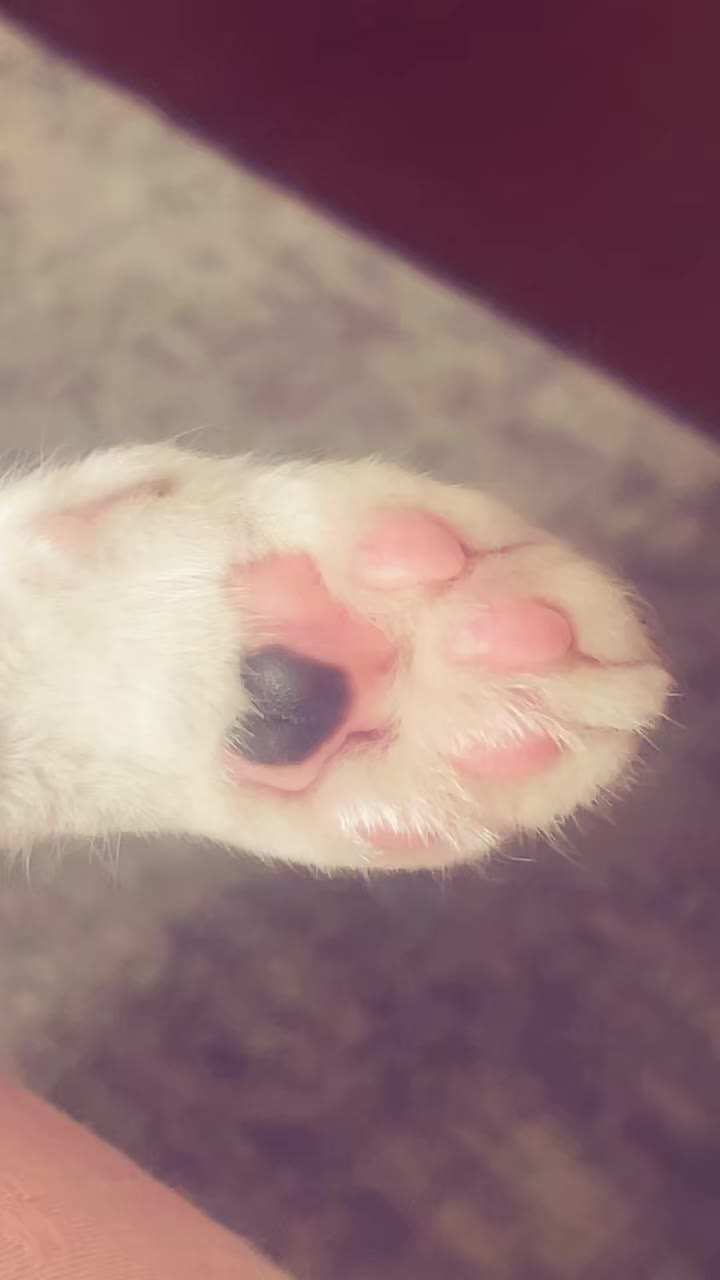 @Estrelaxisa