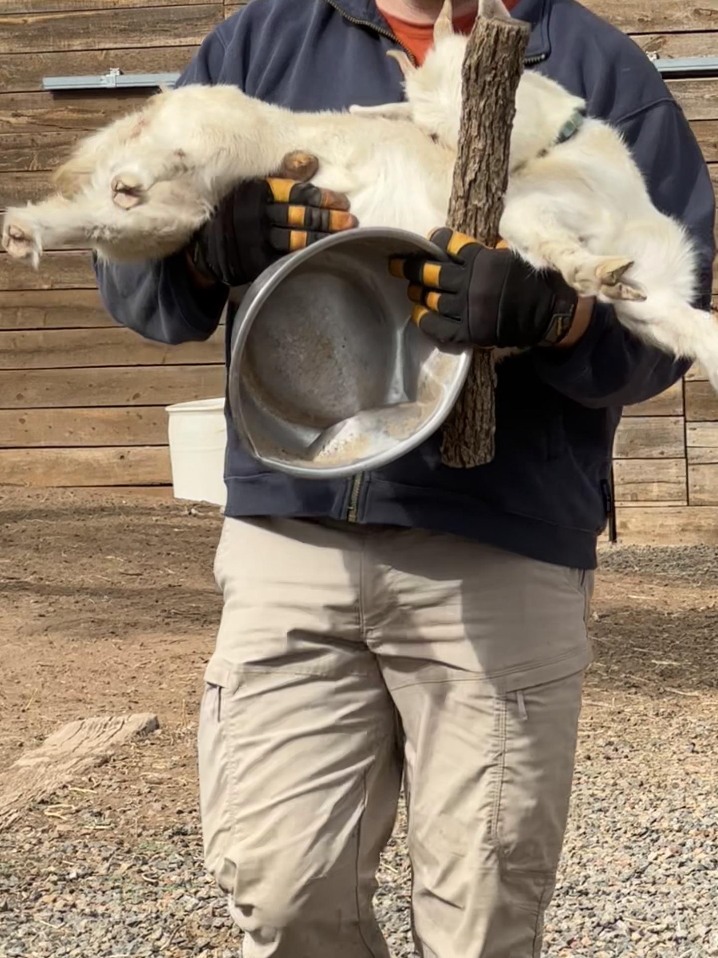 @SweetBeesFarms