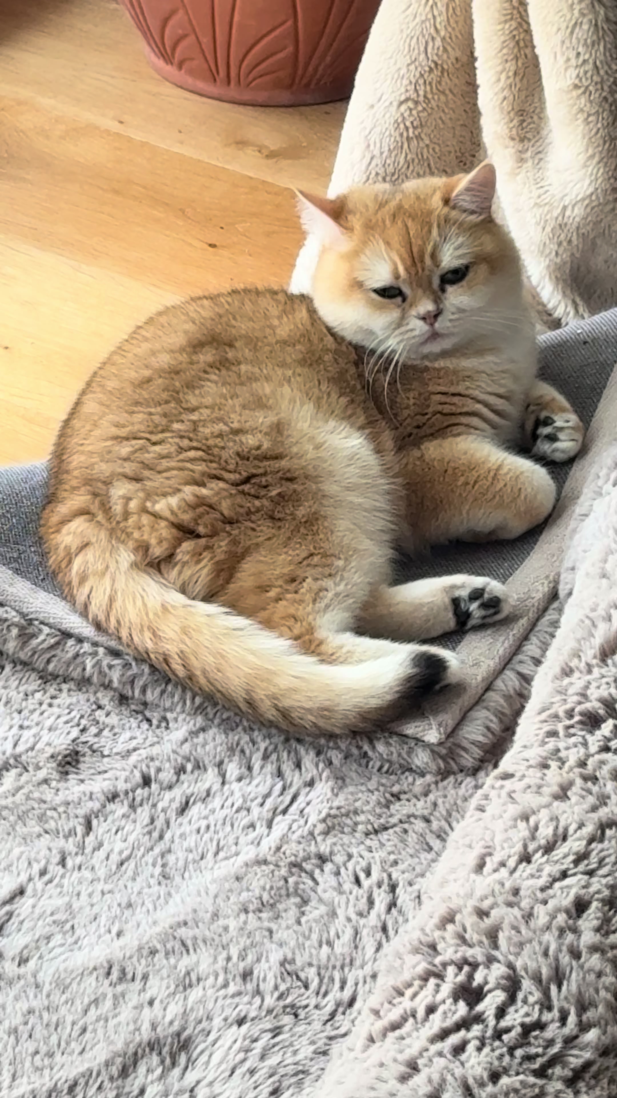@Sammie_the_Cat