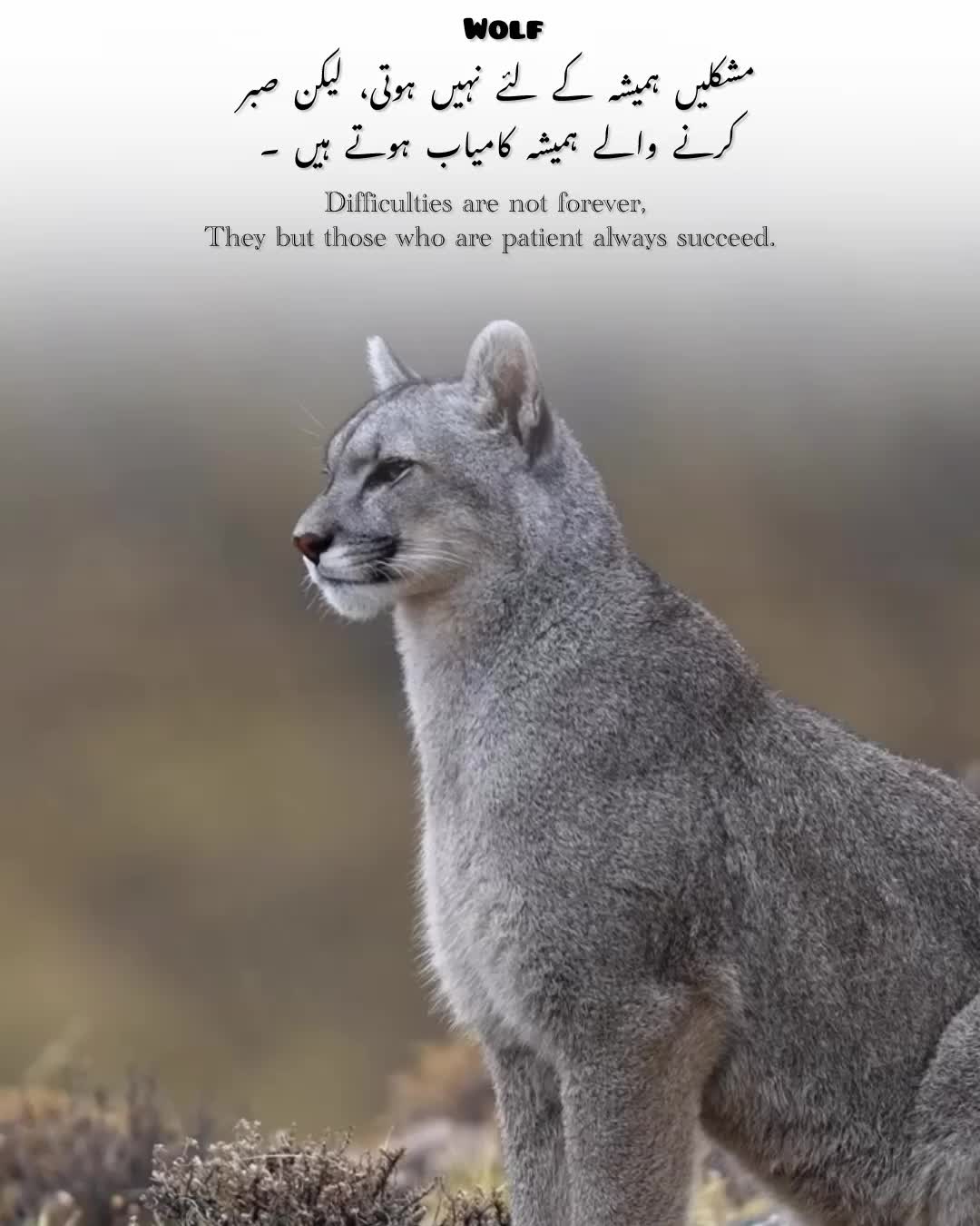 @𓆩𝕨𝕠𝕝𝕗_𝕒55𓆪