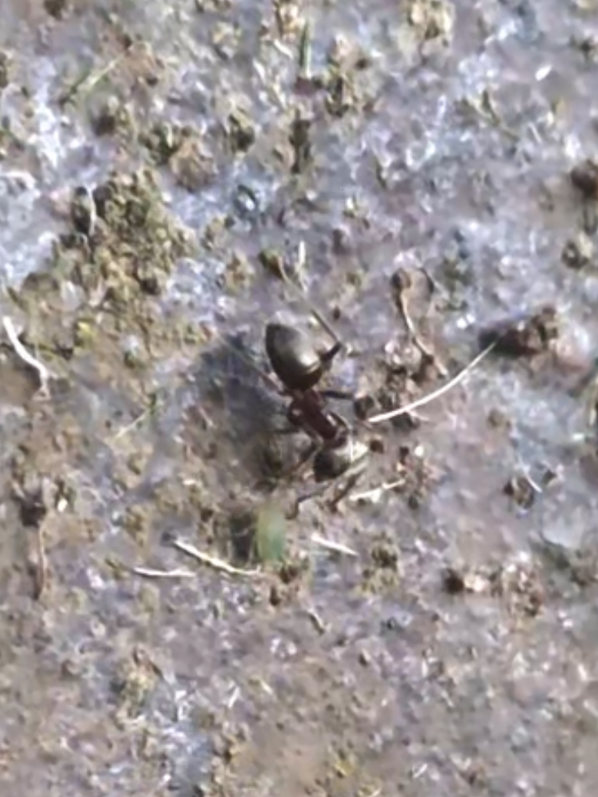 @YorkshireAntMan