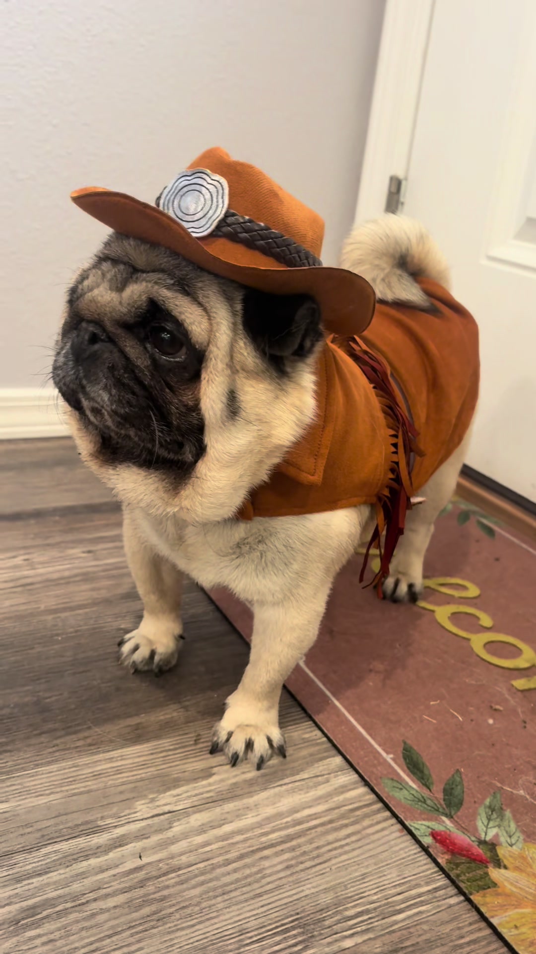 @Rocki the Pug ๐ถ