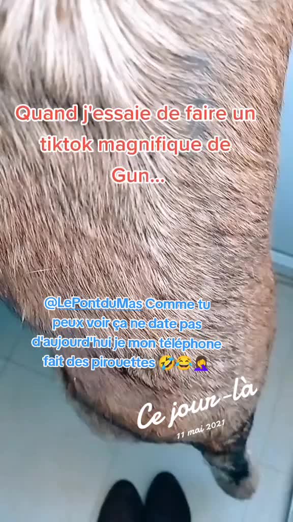 @Gun-BelgianShepherd