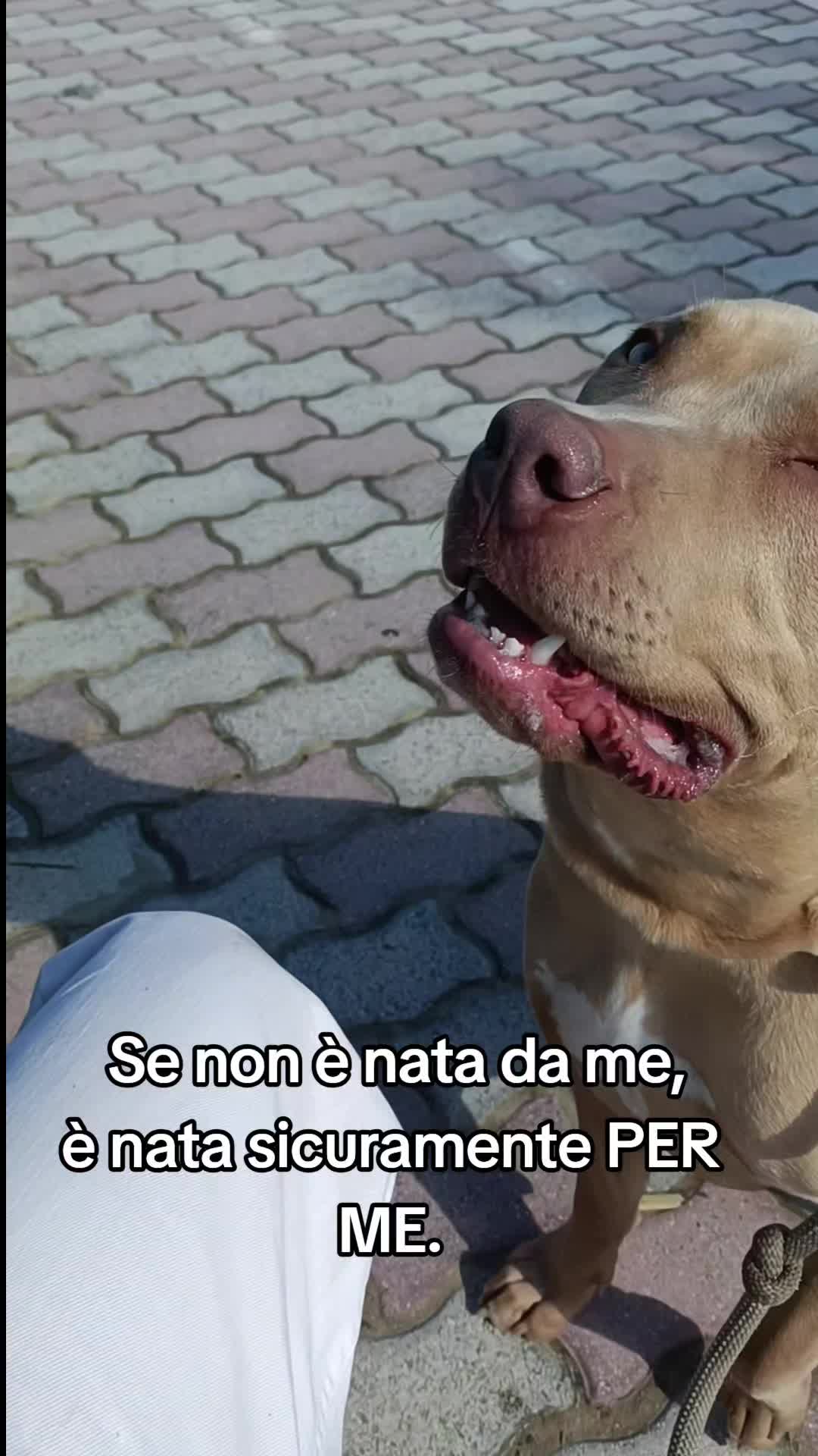 @daria
