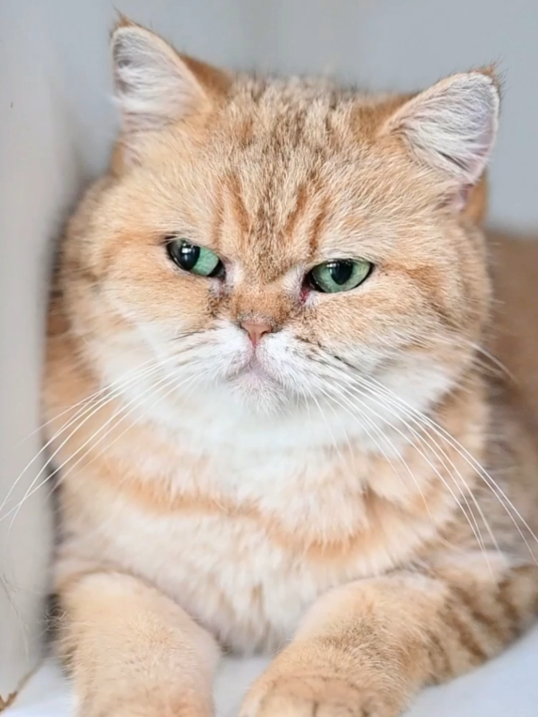@dutchthebritishcat