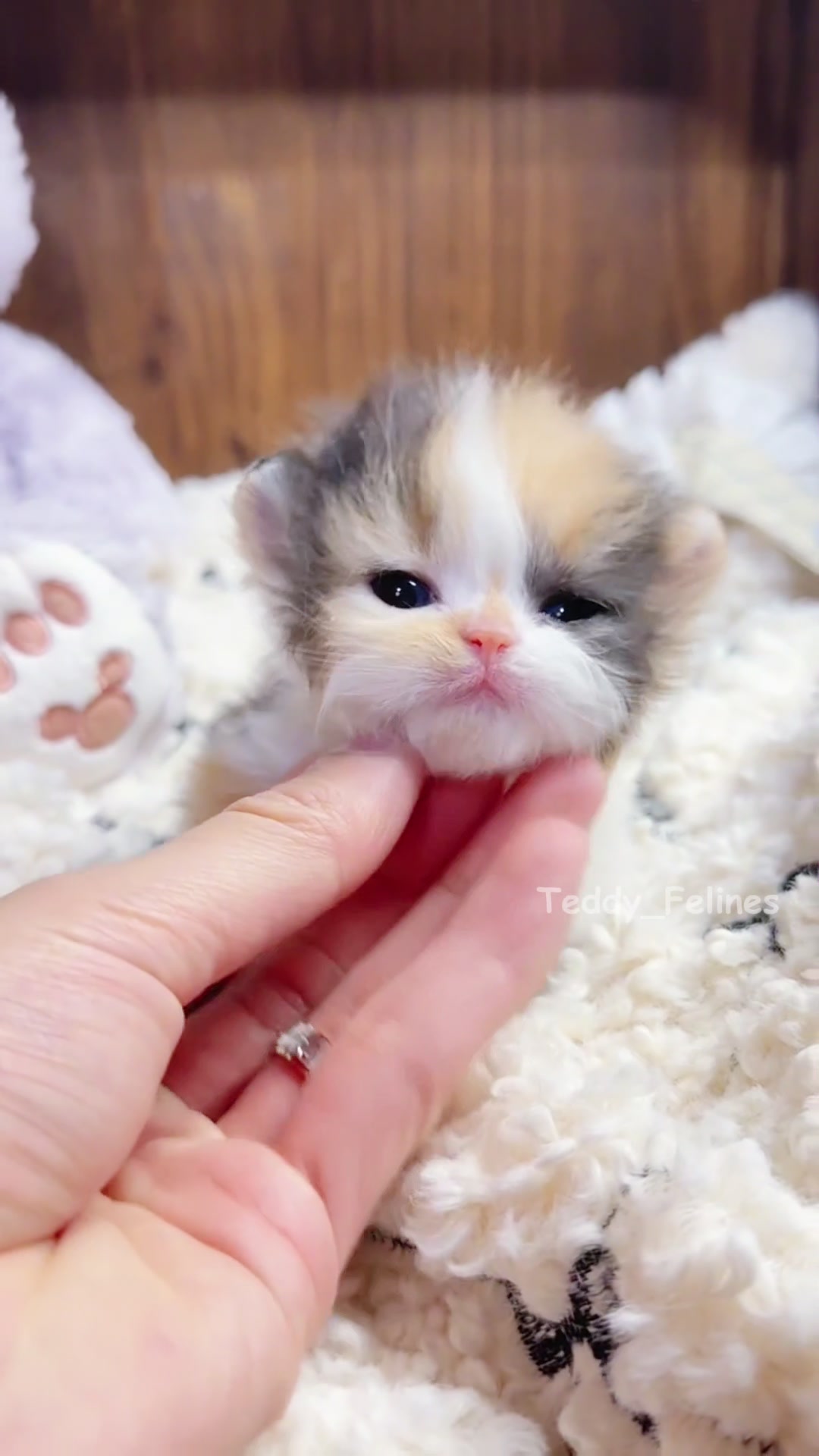 @Teddy_Felines 🧸🐾