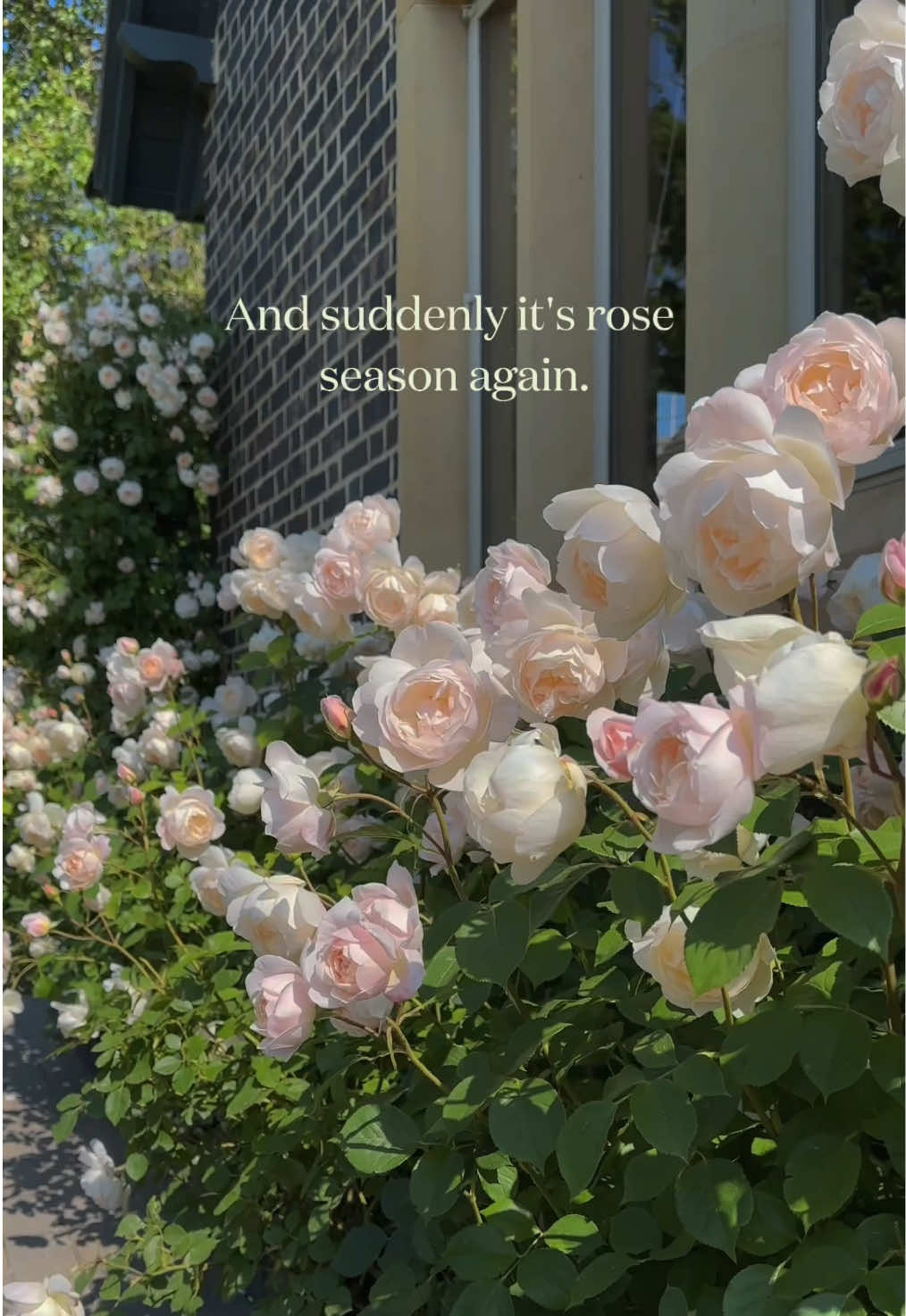 @David Austin Roses