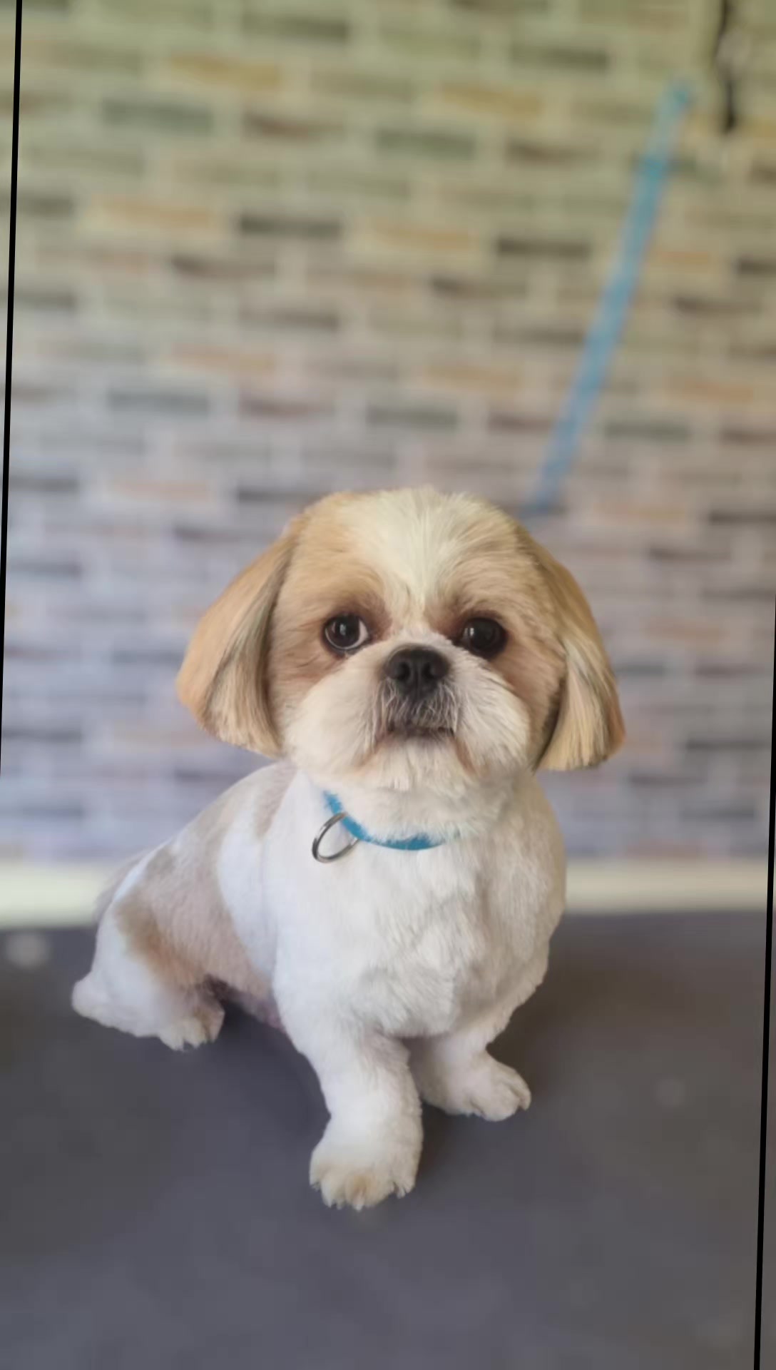 @PawsomeDogGroomingSouthOxhey