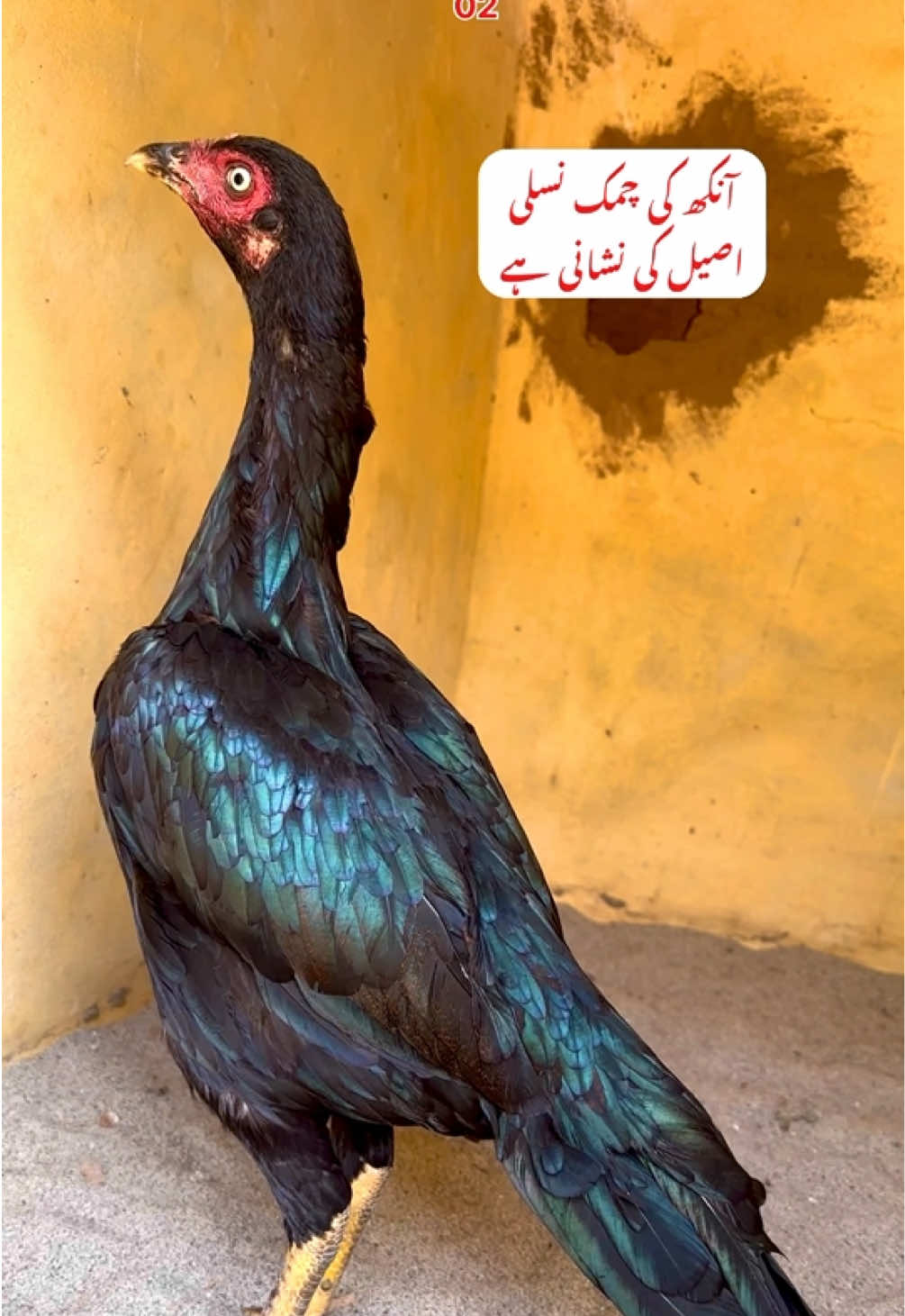 @Poultry Markaz