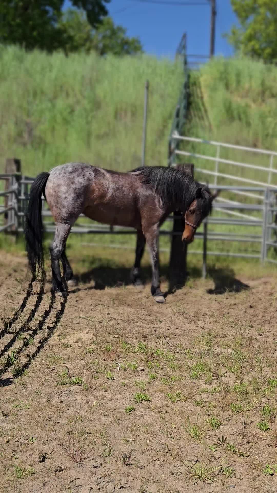 @Cowgirl Tuff Colt Training ❤️