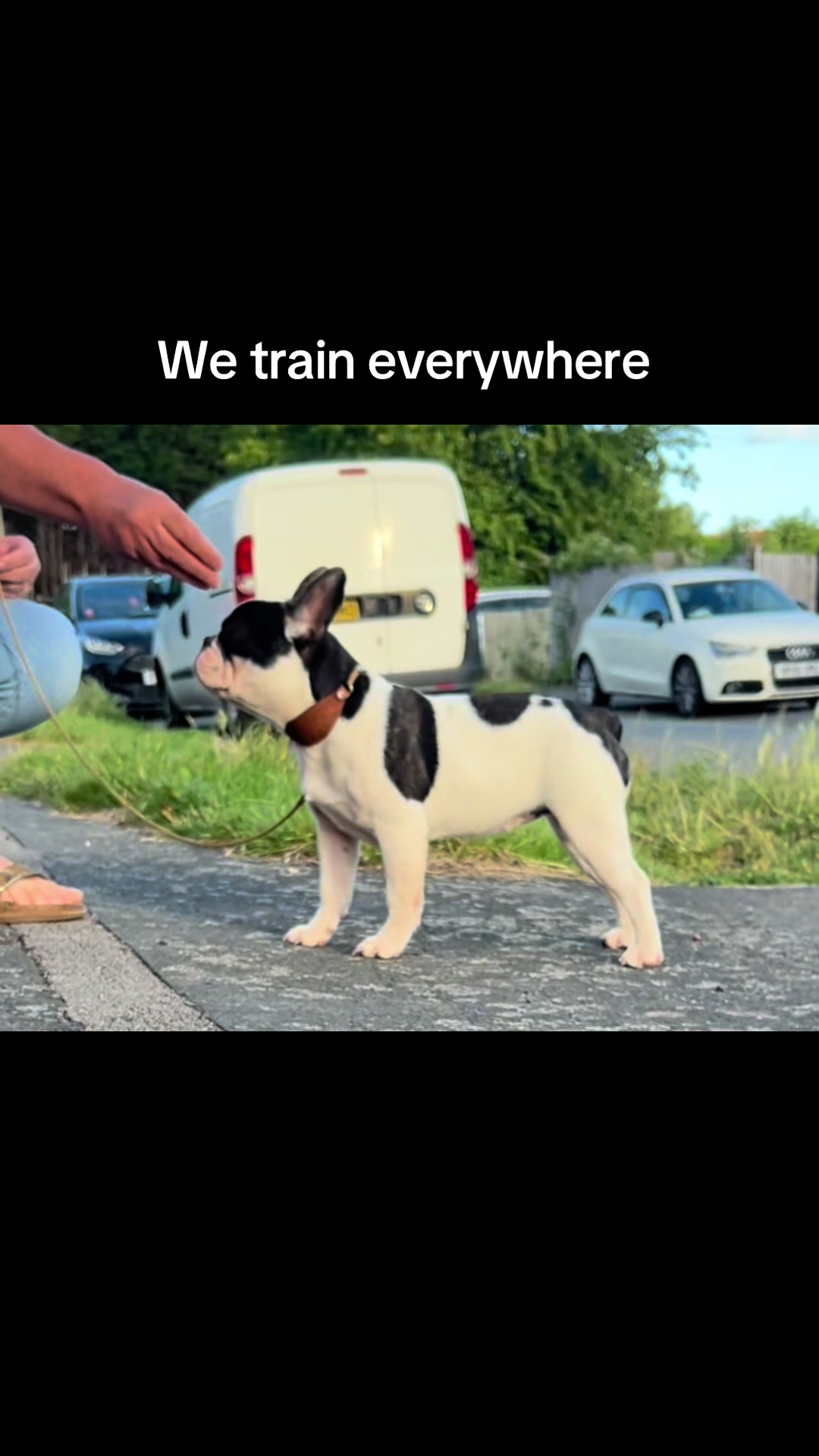 @perfectibull_uk