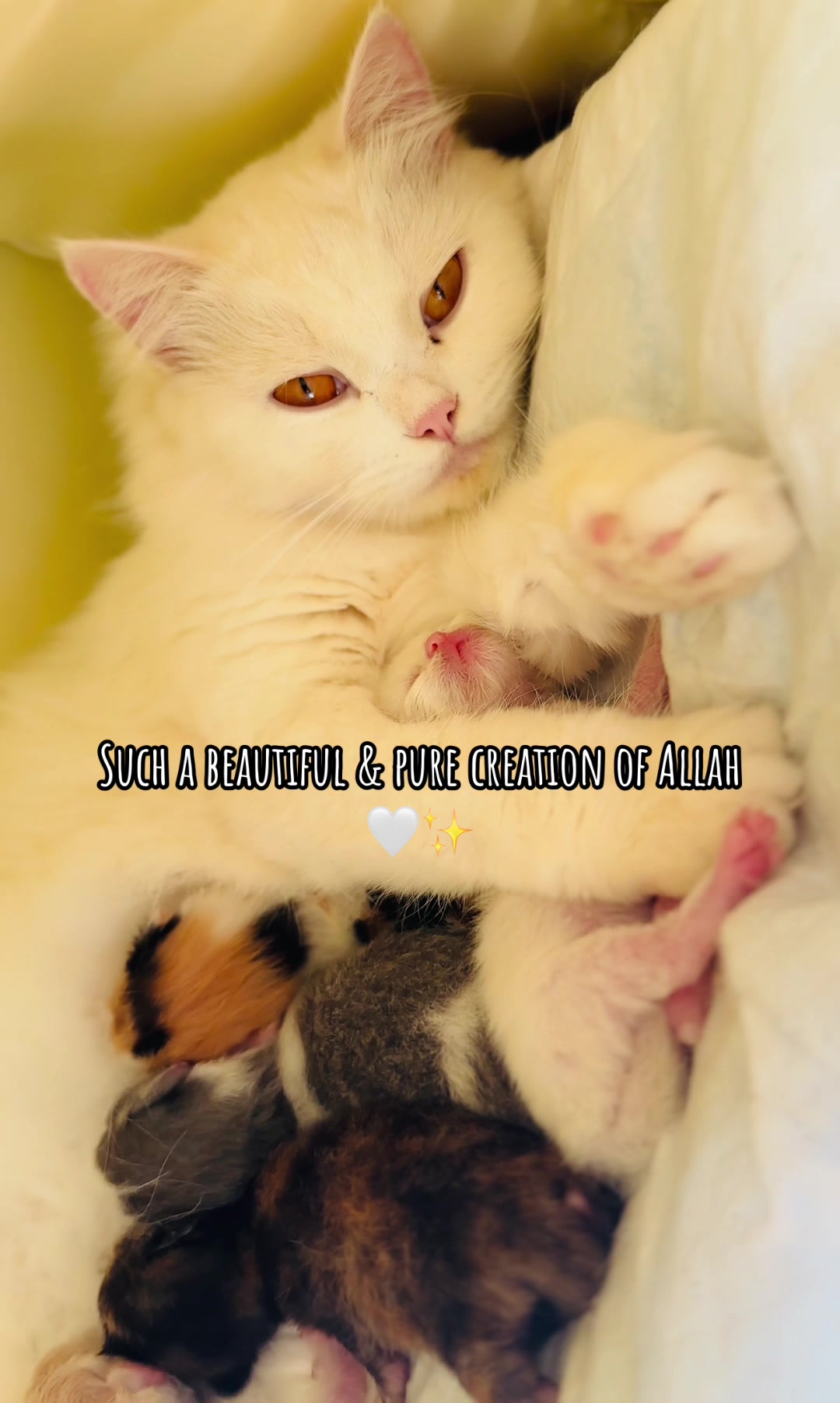 @_purrfecttpaws_