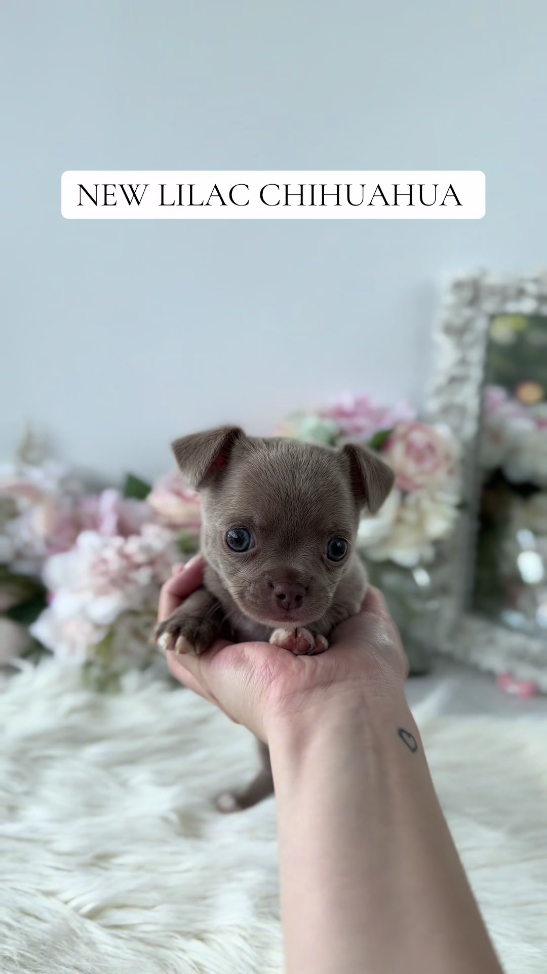 @TeaCups, Puppies & Boutique &reg;️
