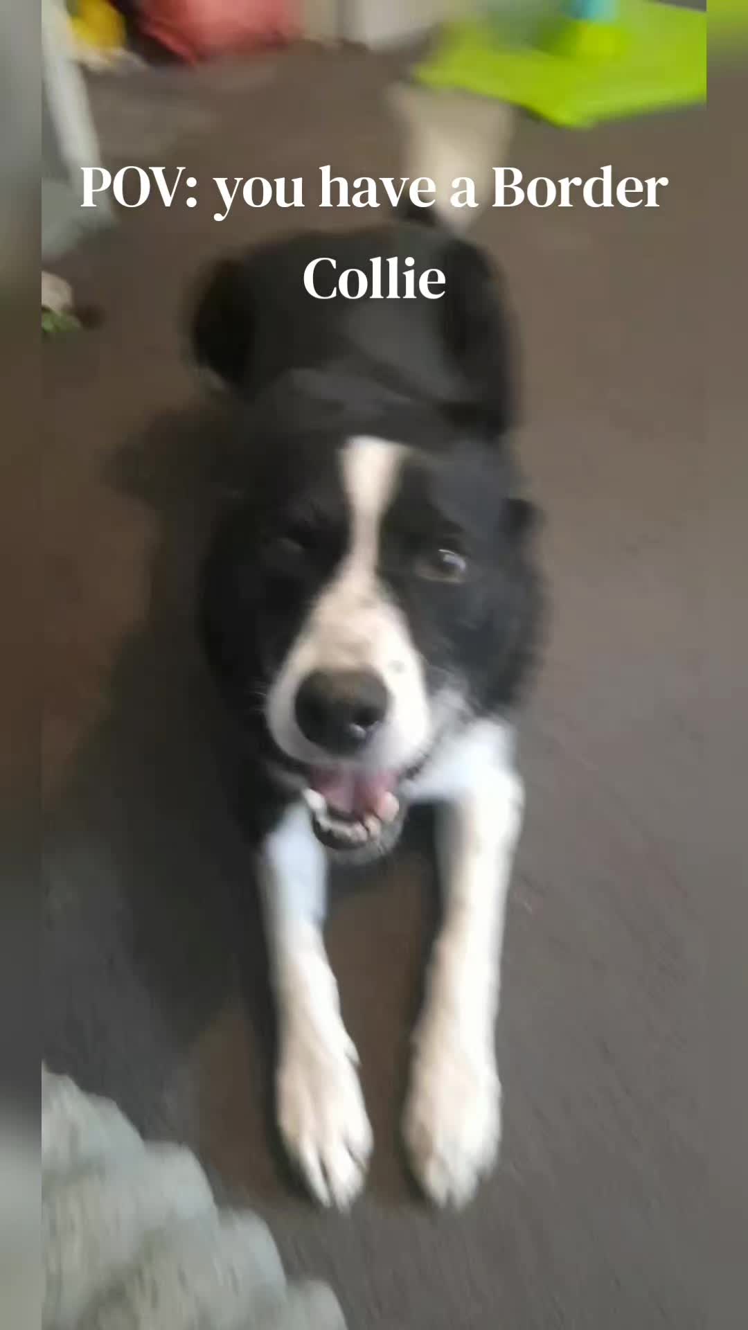 @Bordercollies Anonymous Club