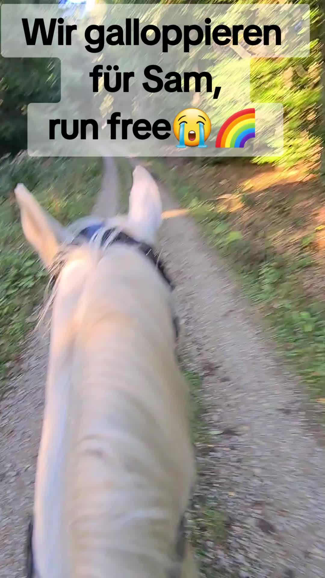 @Ponykids Freitagsgrund