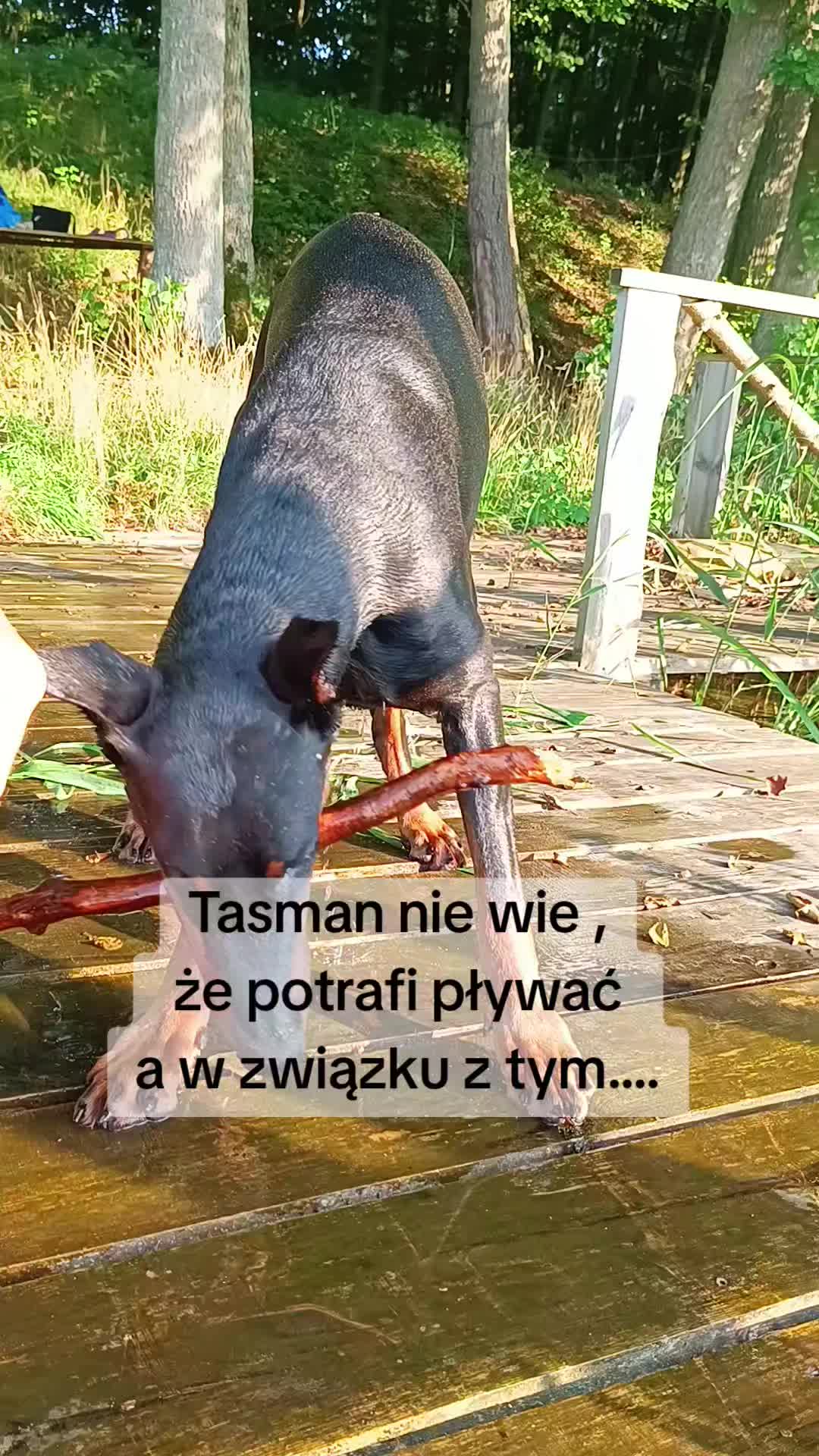 @🌪️ 𝗧 𝗔 𝗦 𝗠 𝗔 𝗡 🌪️