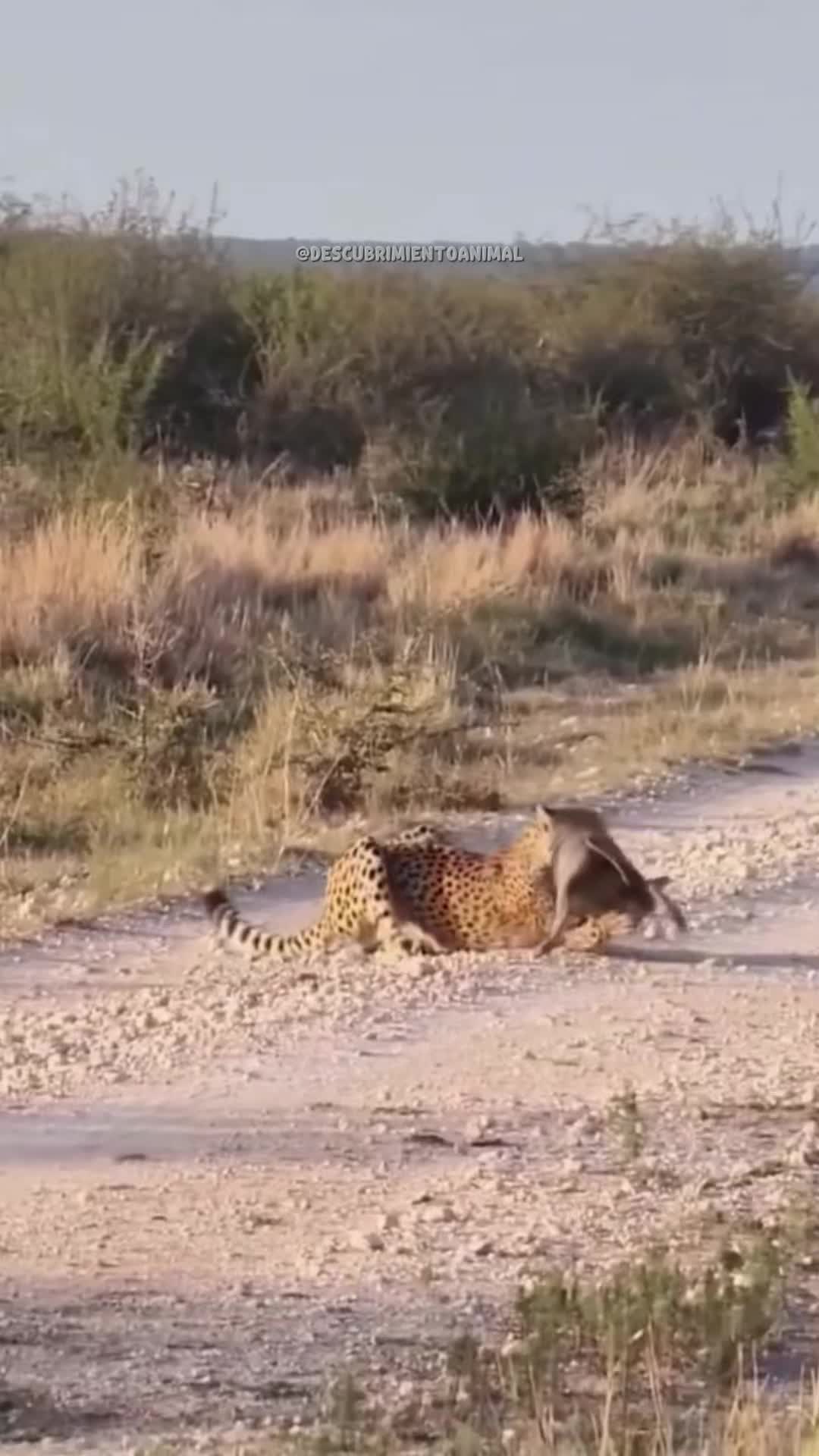 @Descubrimientoanimal