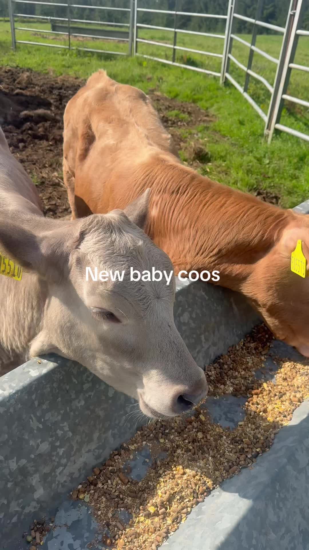 @Highland Coo Clan