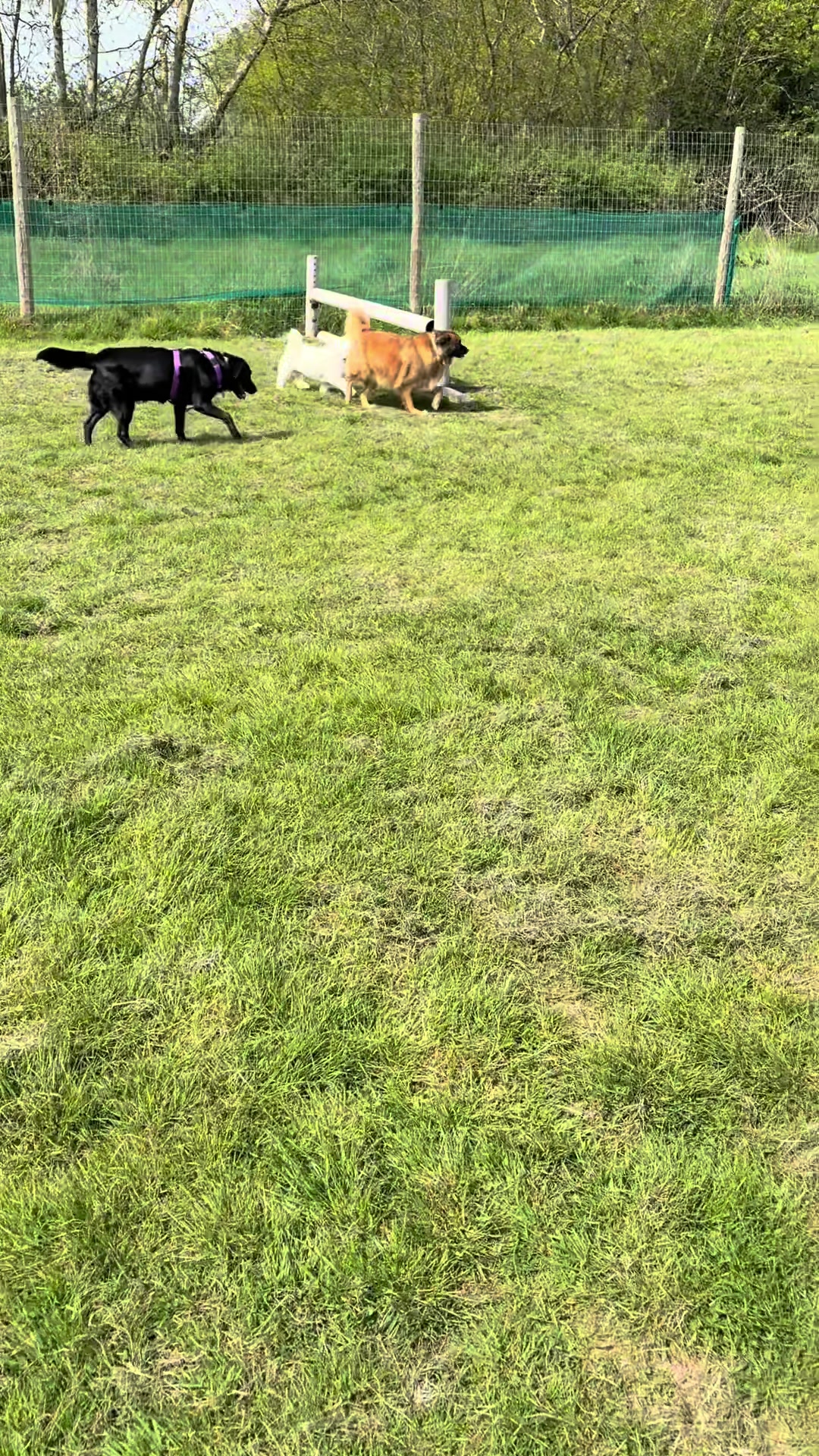 @Lauren & Sam&rsquo;s Dog Walking