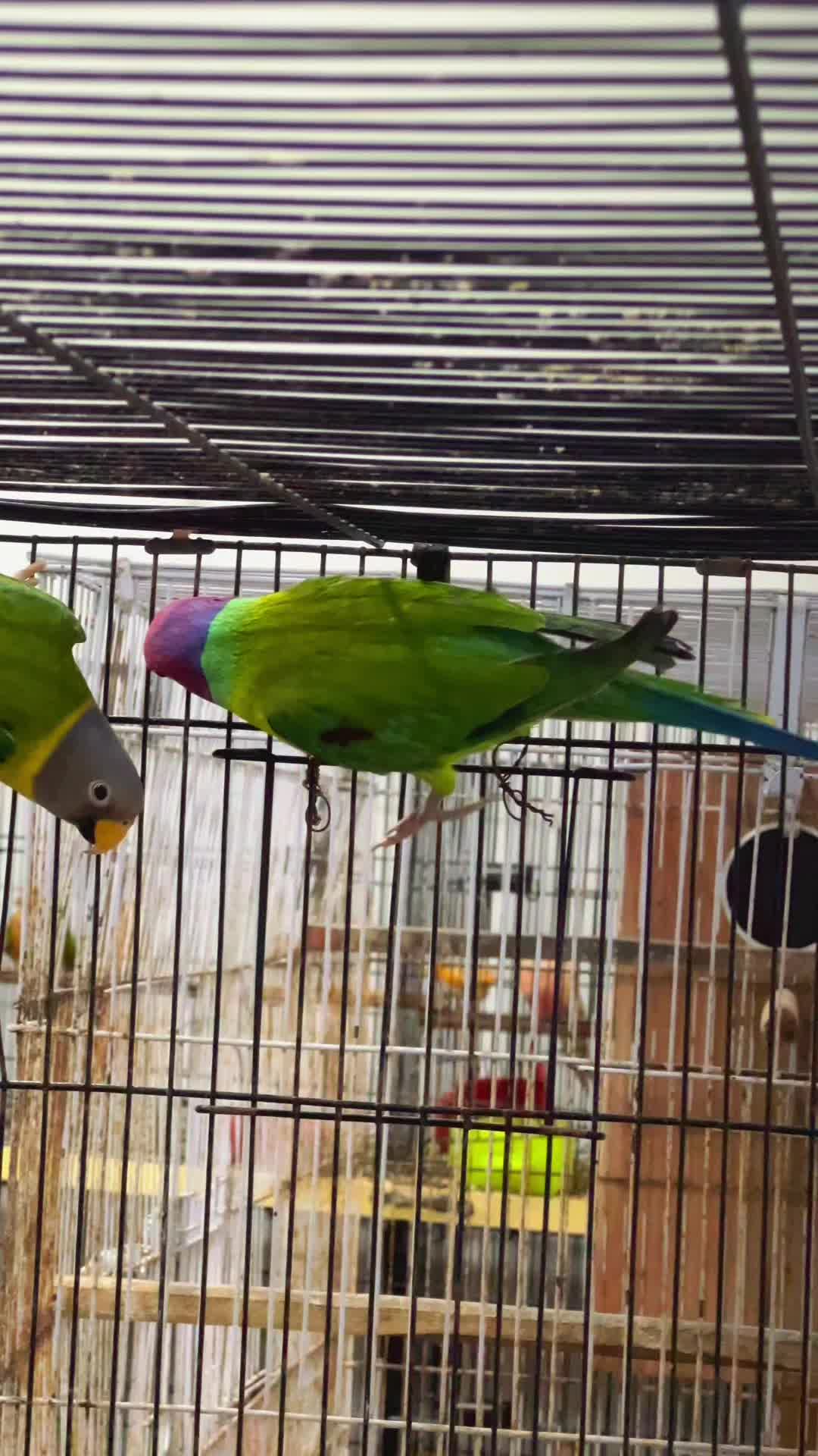 @Zozi Aviary
