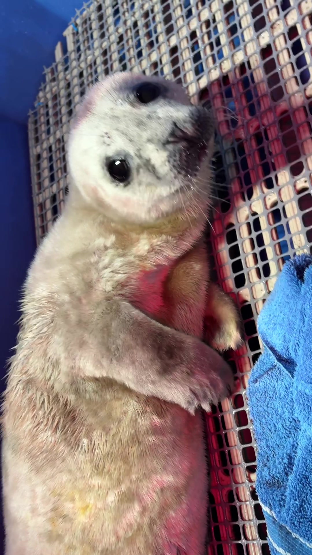 @Marine Mammal Rescue Society