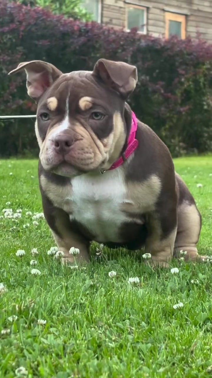 @Beautybullskennel🤍