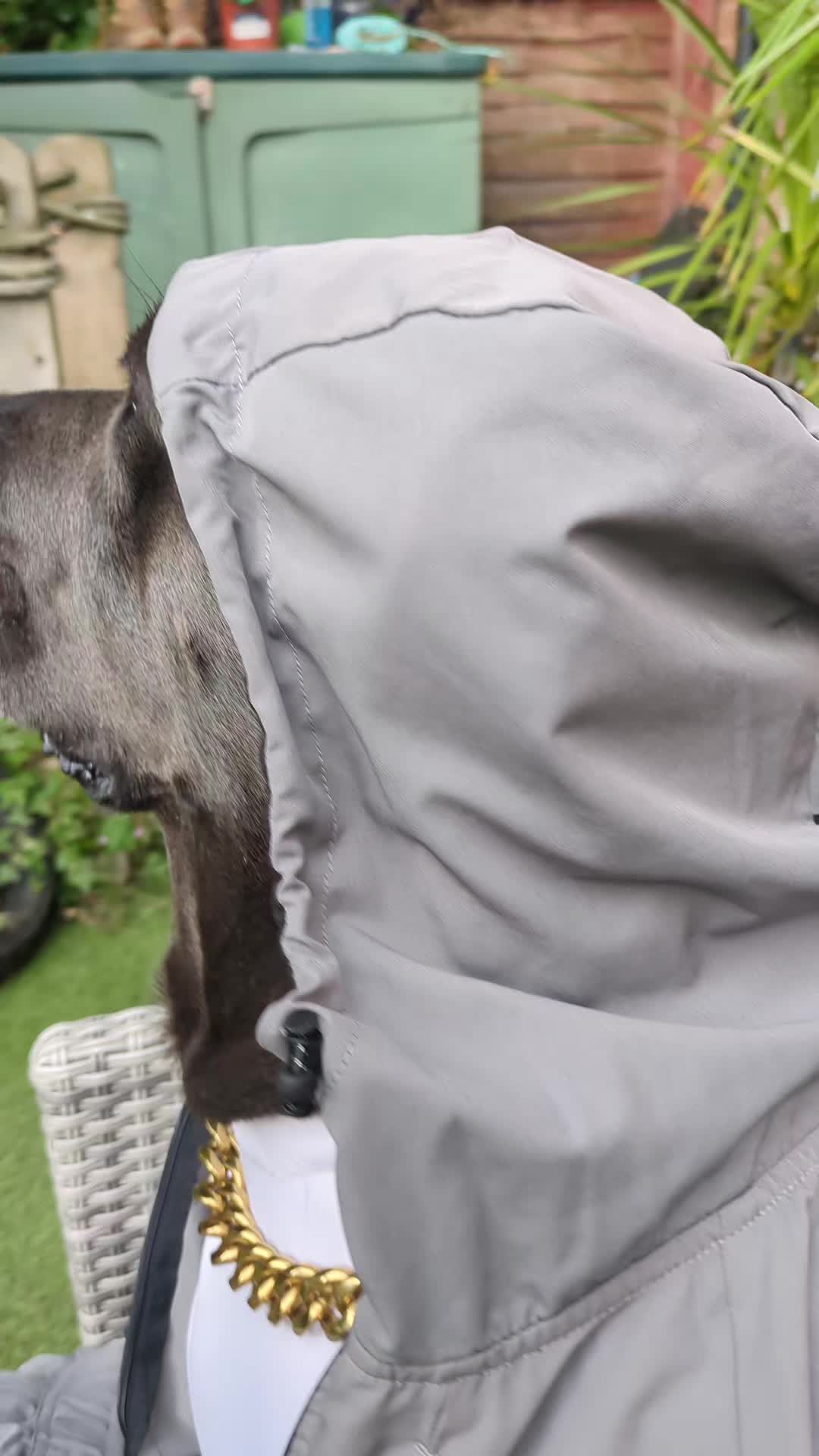 @mist_the_canecorso