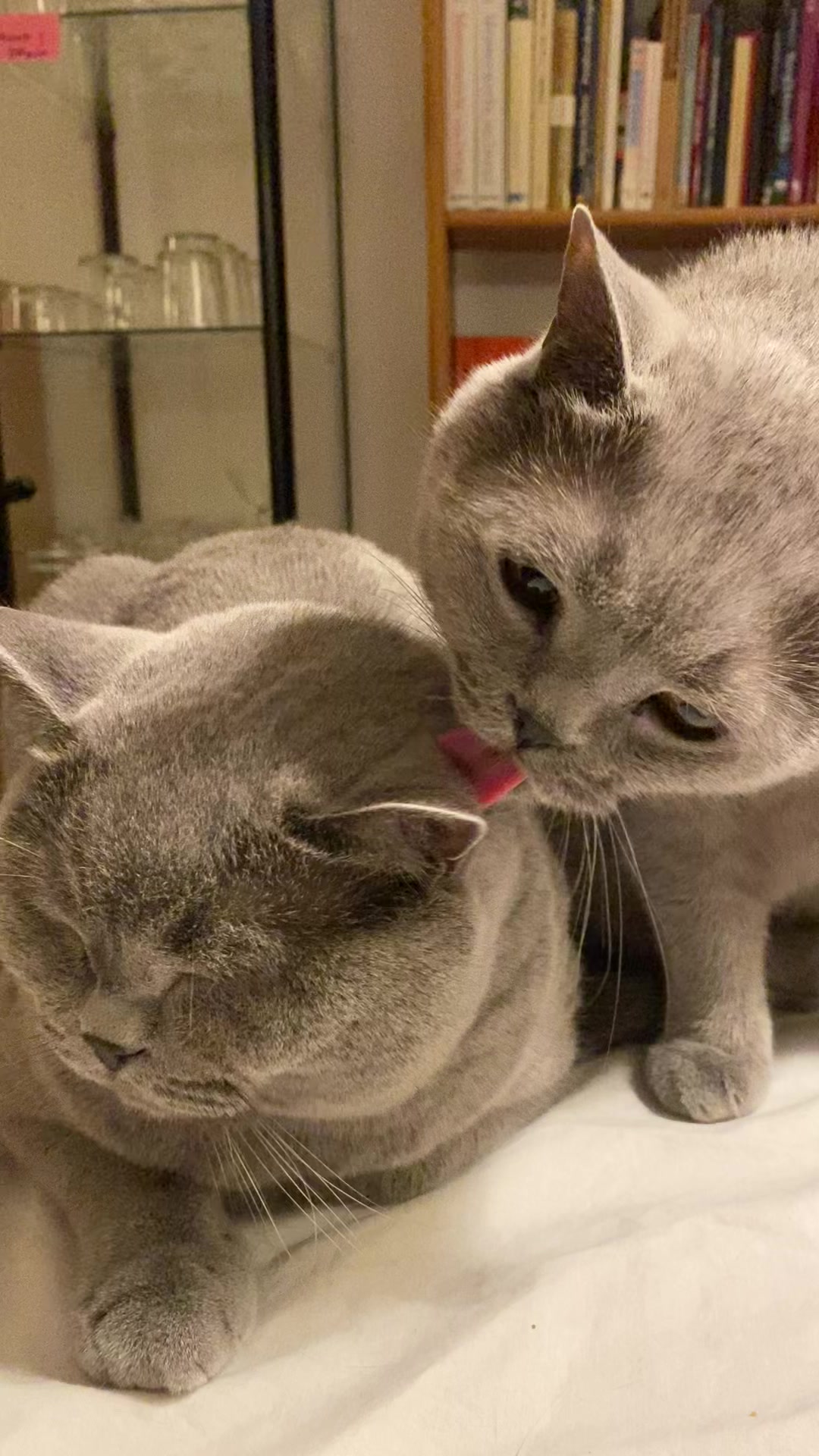 @😸