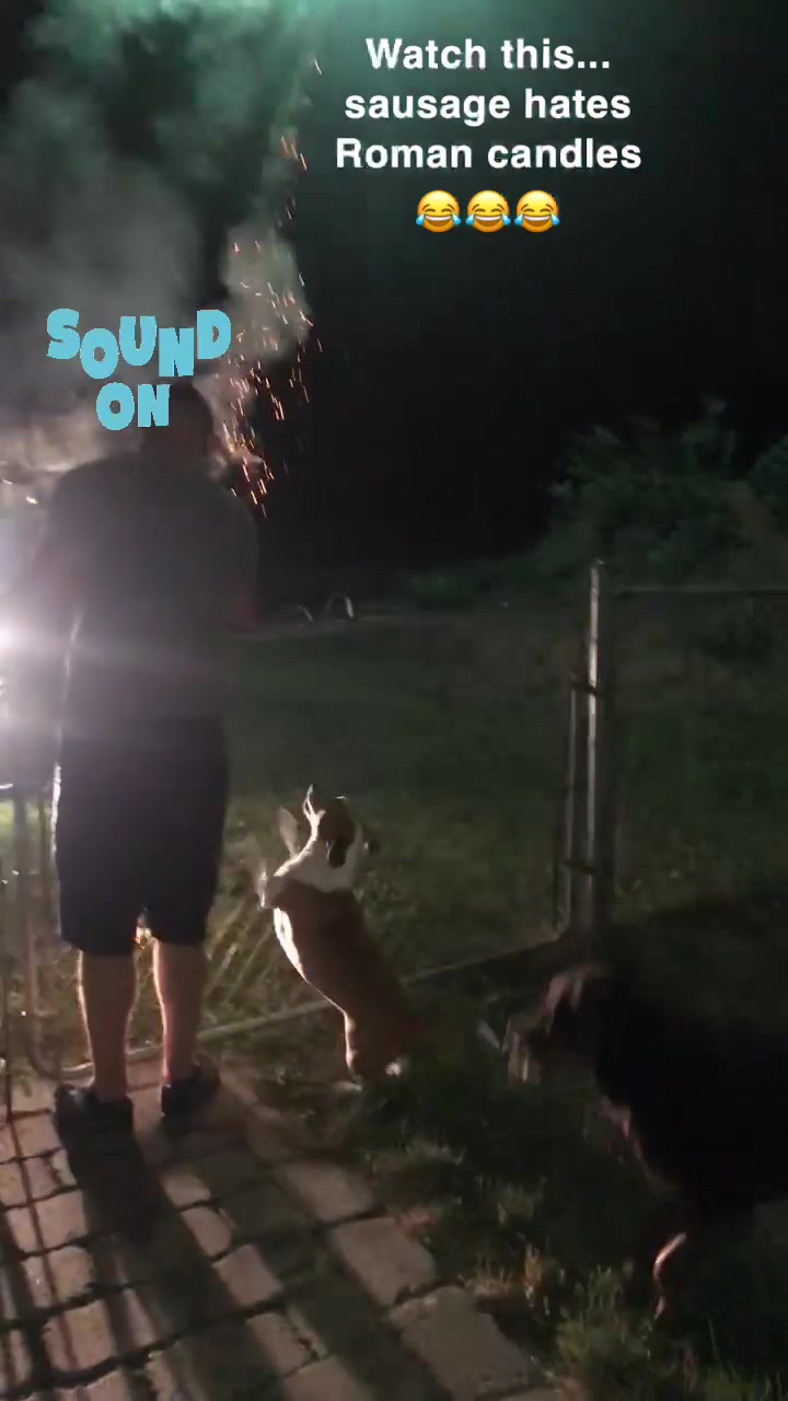 @You Me & The Dogs