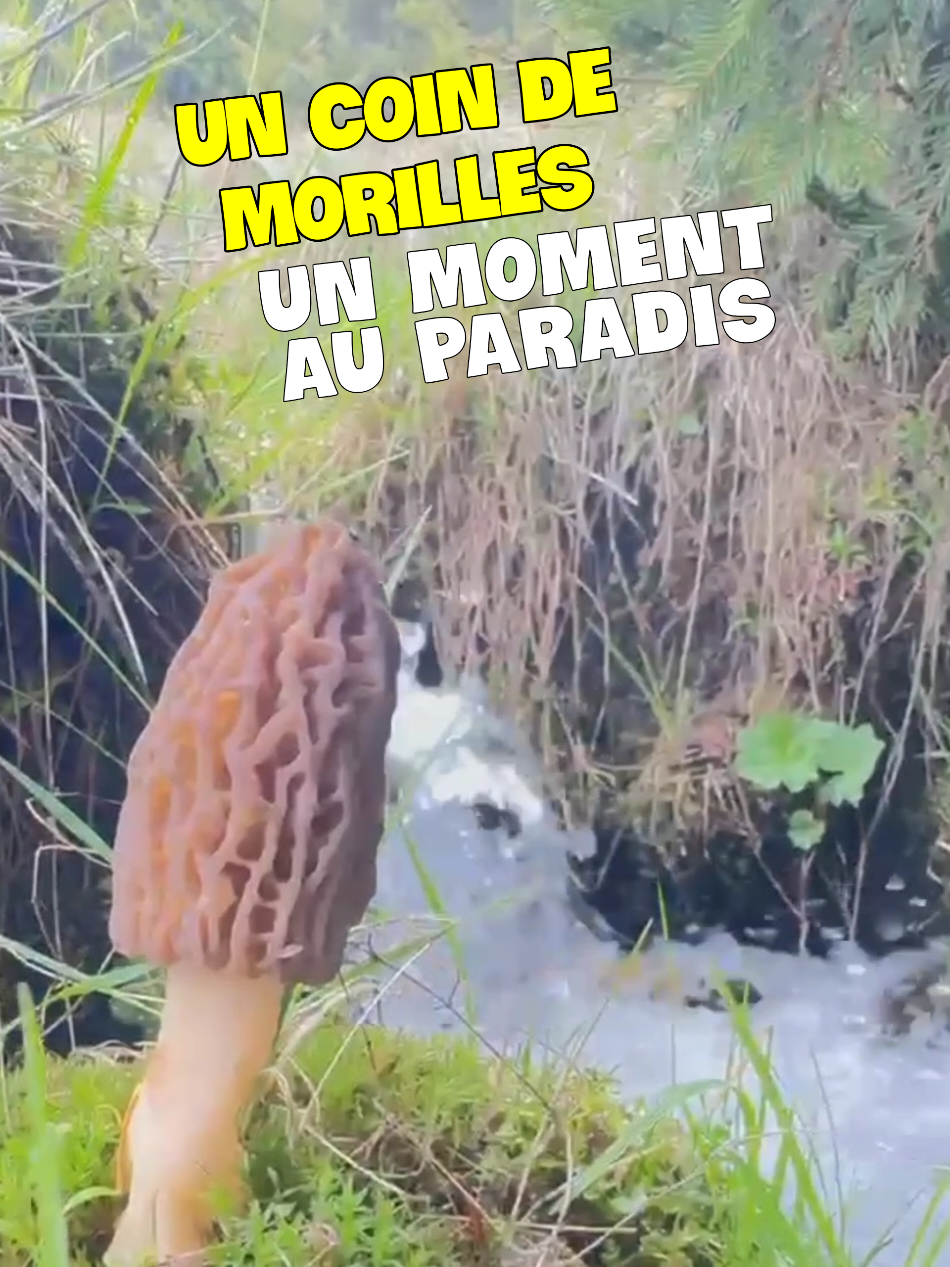 @Dan 🍄&zwj;🟫 Le Champologue