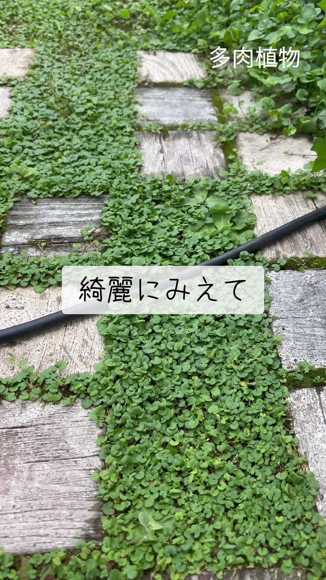 @さきゅまる~こぴとSHOP
