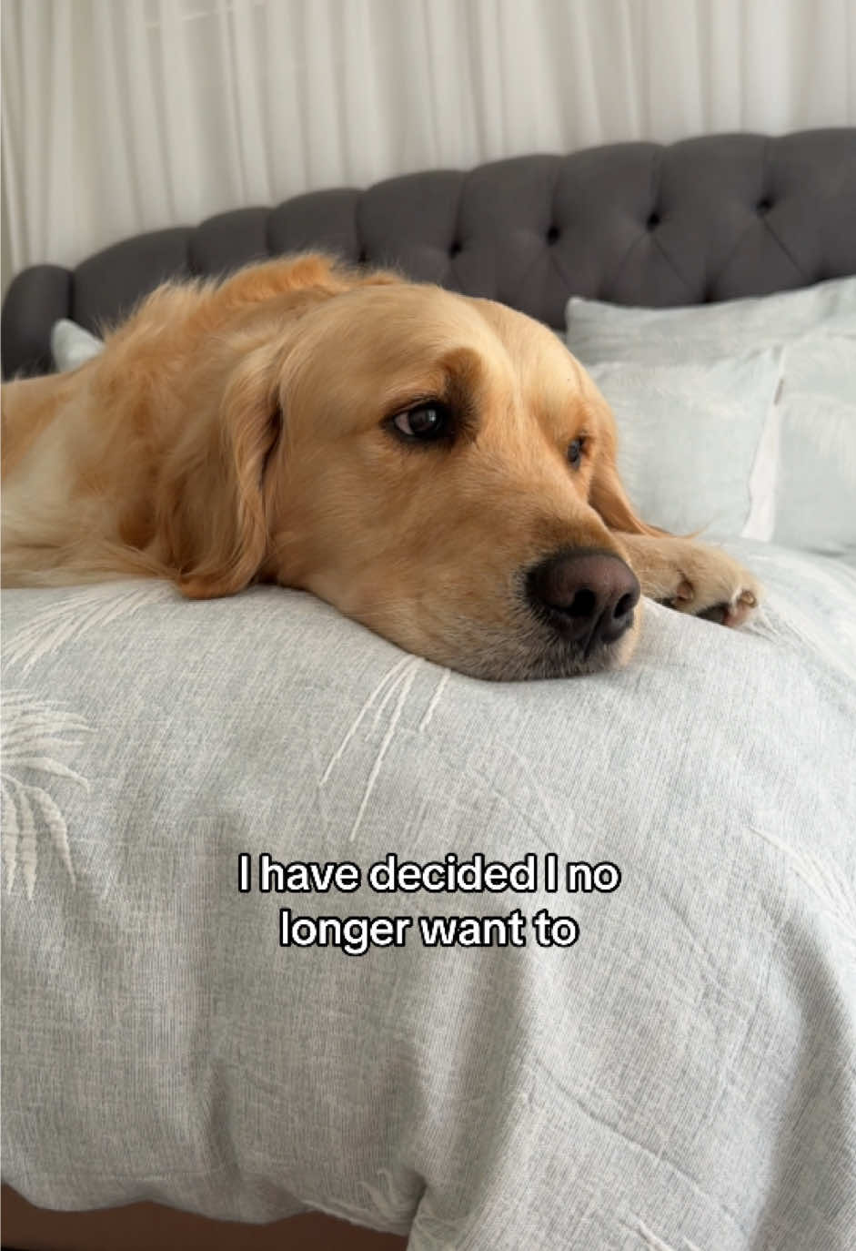 @lunas_golden_life